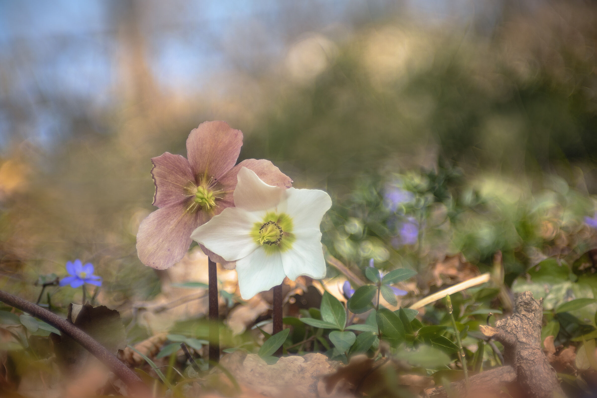 Helleborus niger