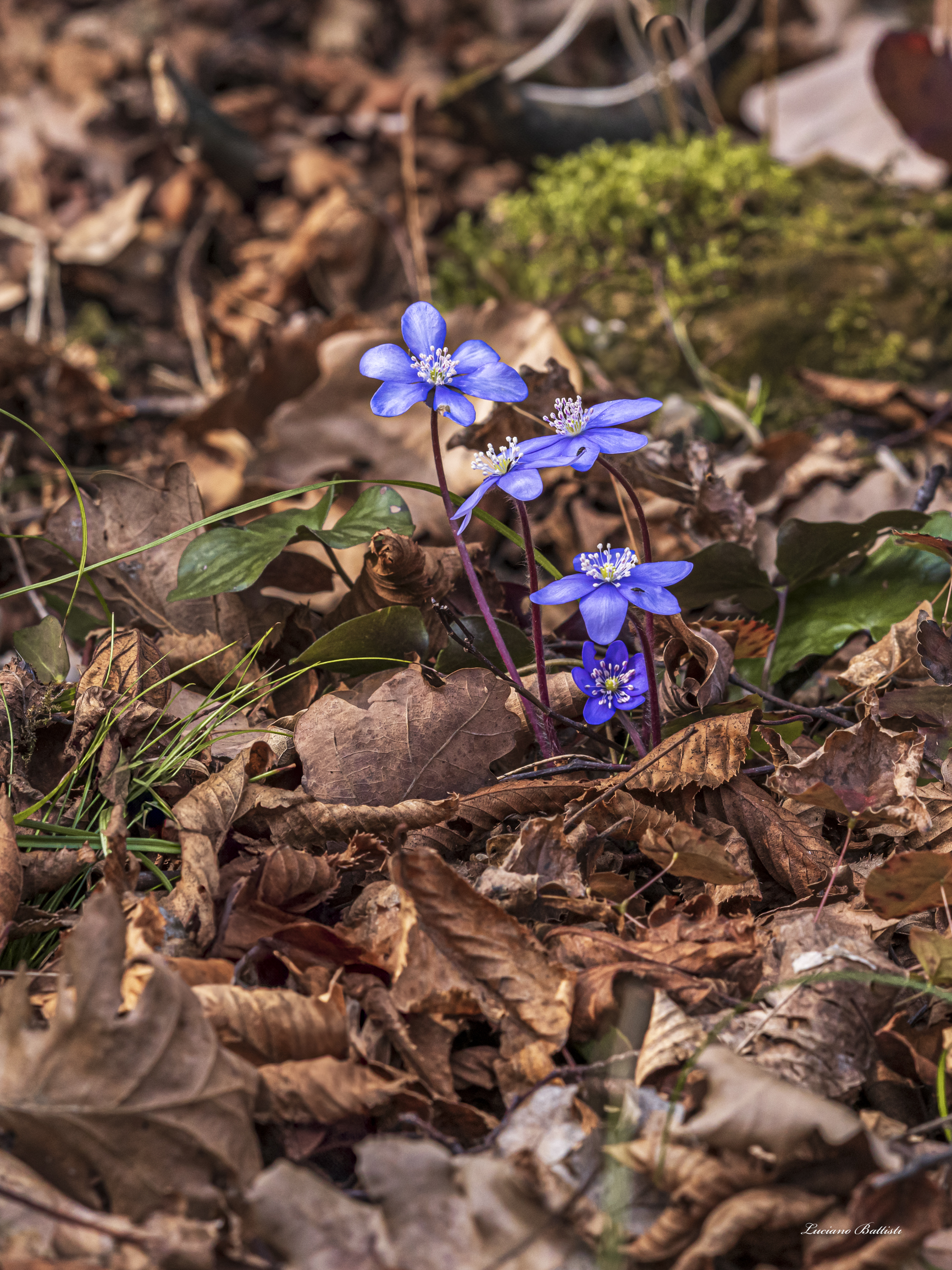 Primi fiori di stagione