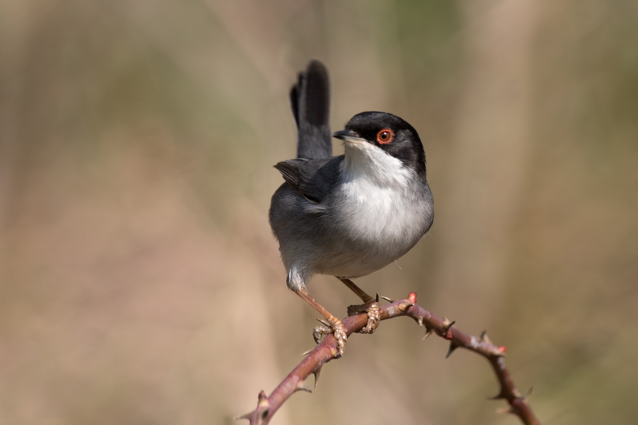 Sardinian warbler