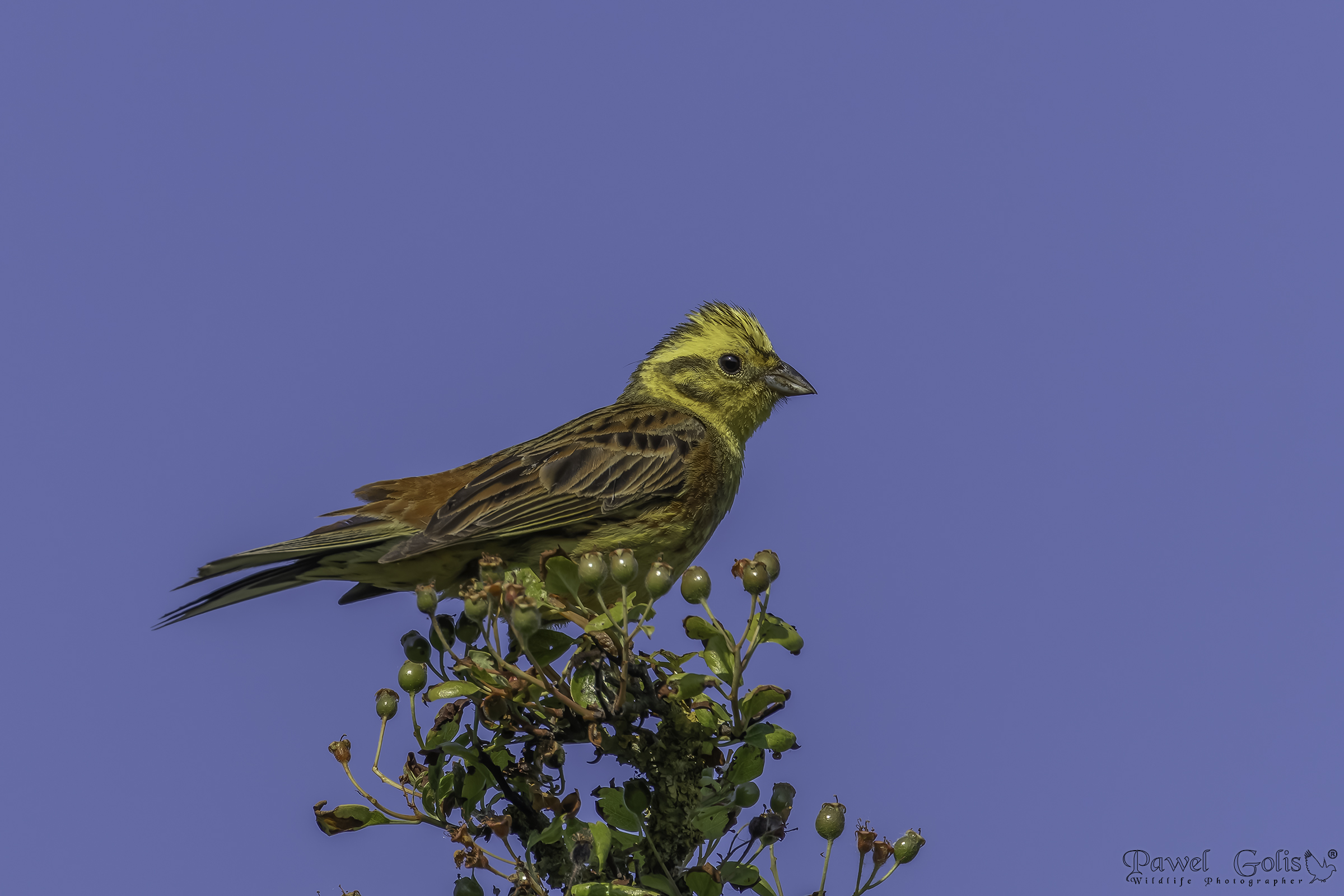 Martello giallo (Emberiza citrinella)