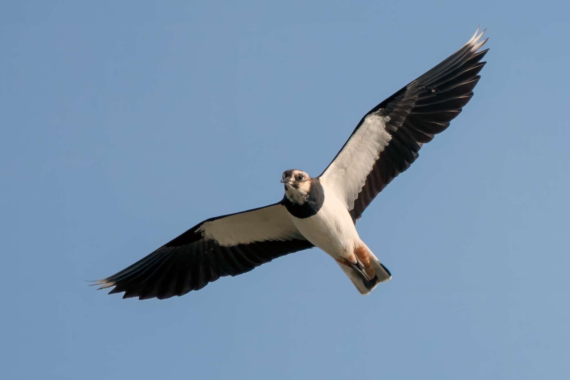 Lapwing in flight