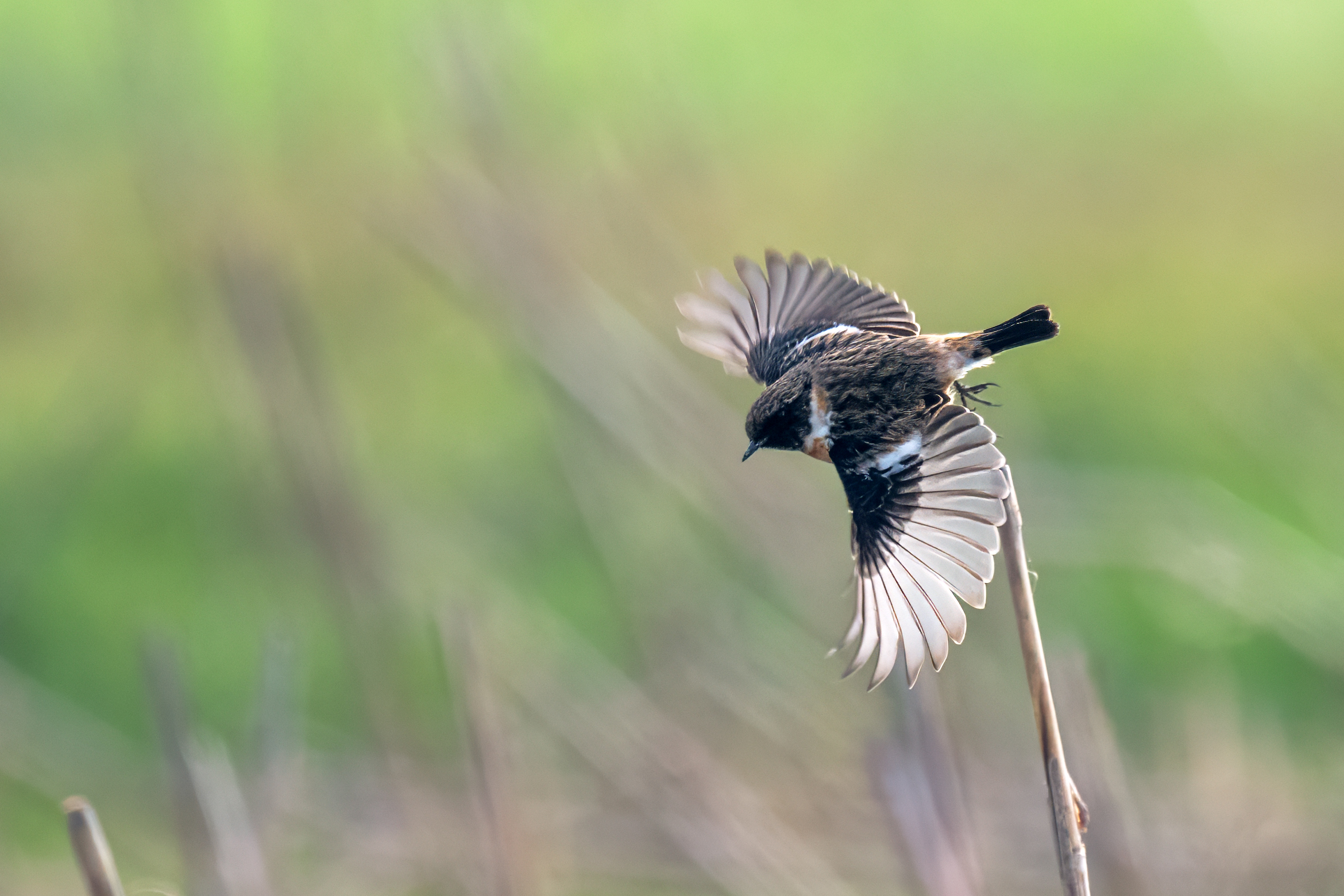 Acrobat in flight