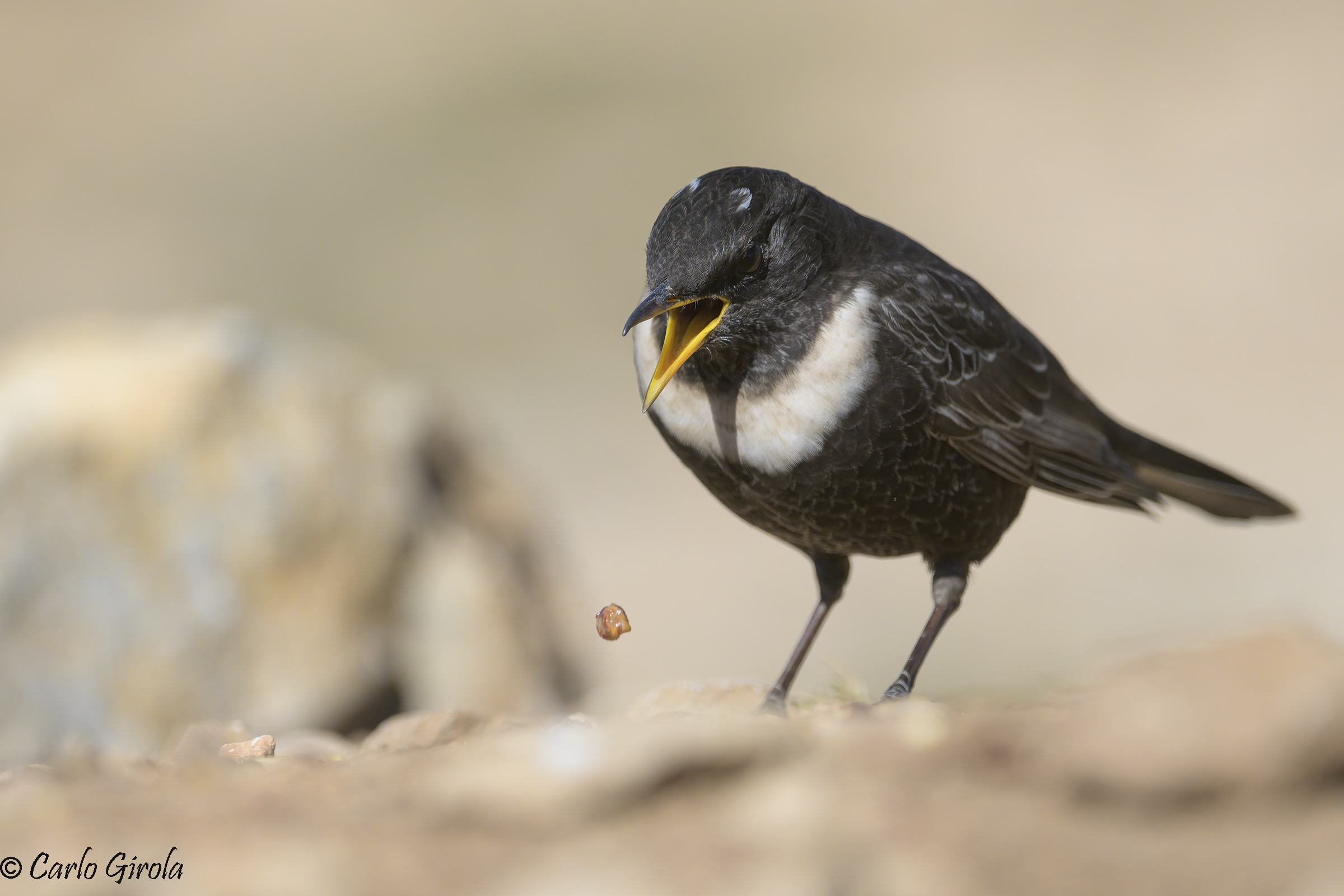 Collared blackbird (Torquatus torquatus)
