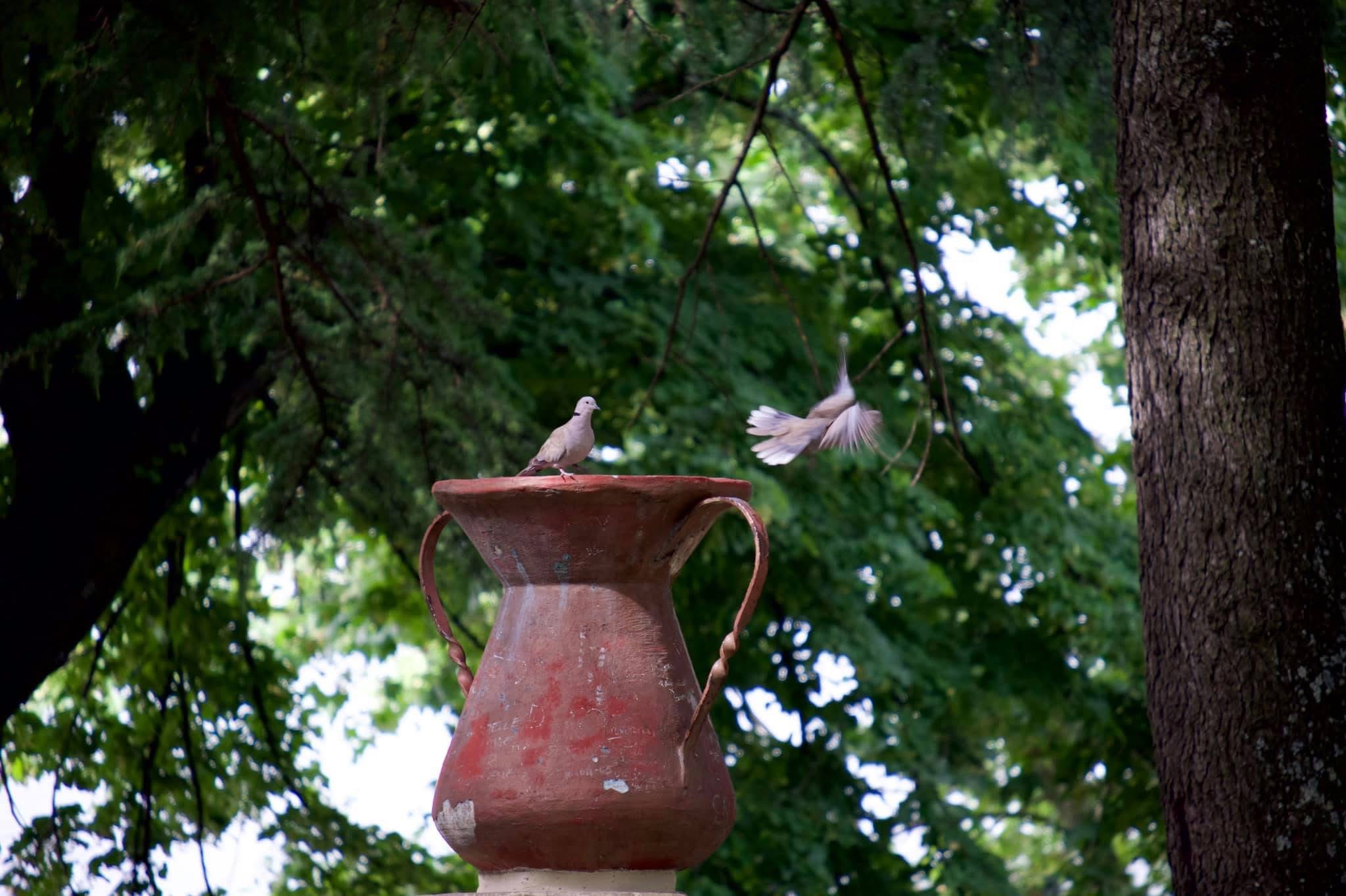 Turtle doves in Civita di Alatri
