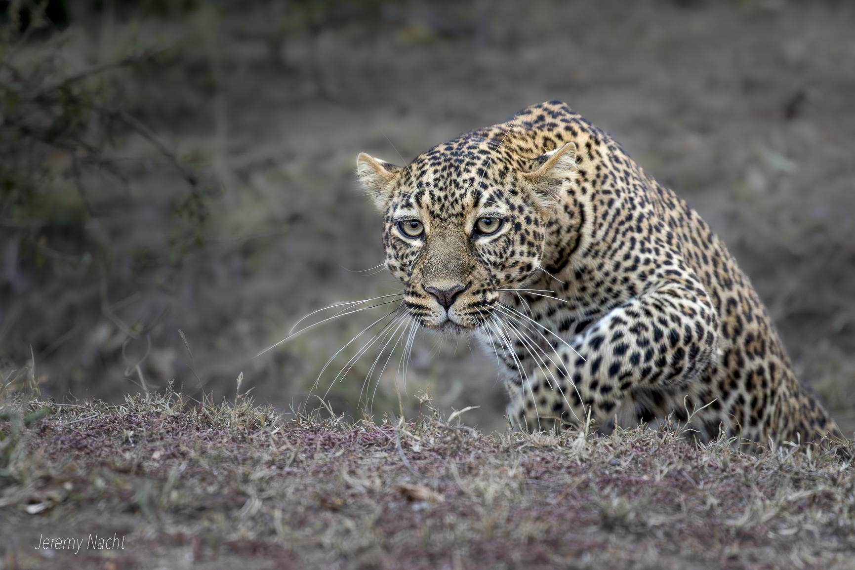 On the hunt