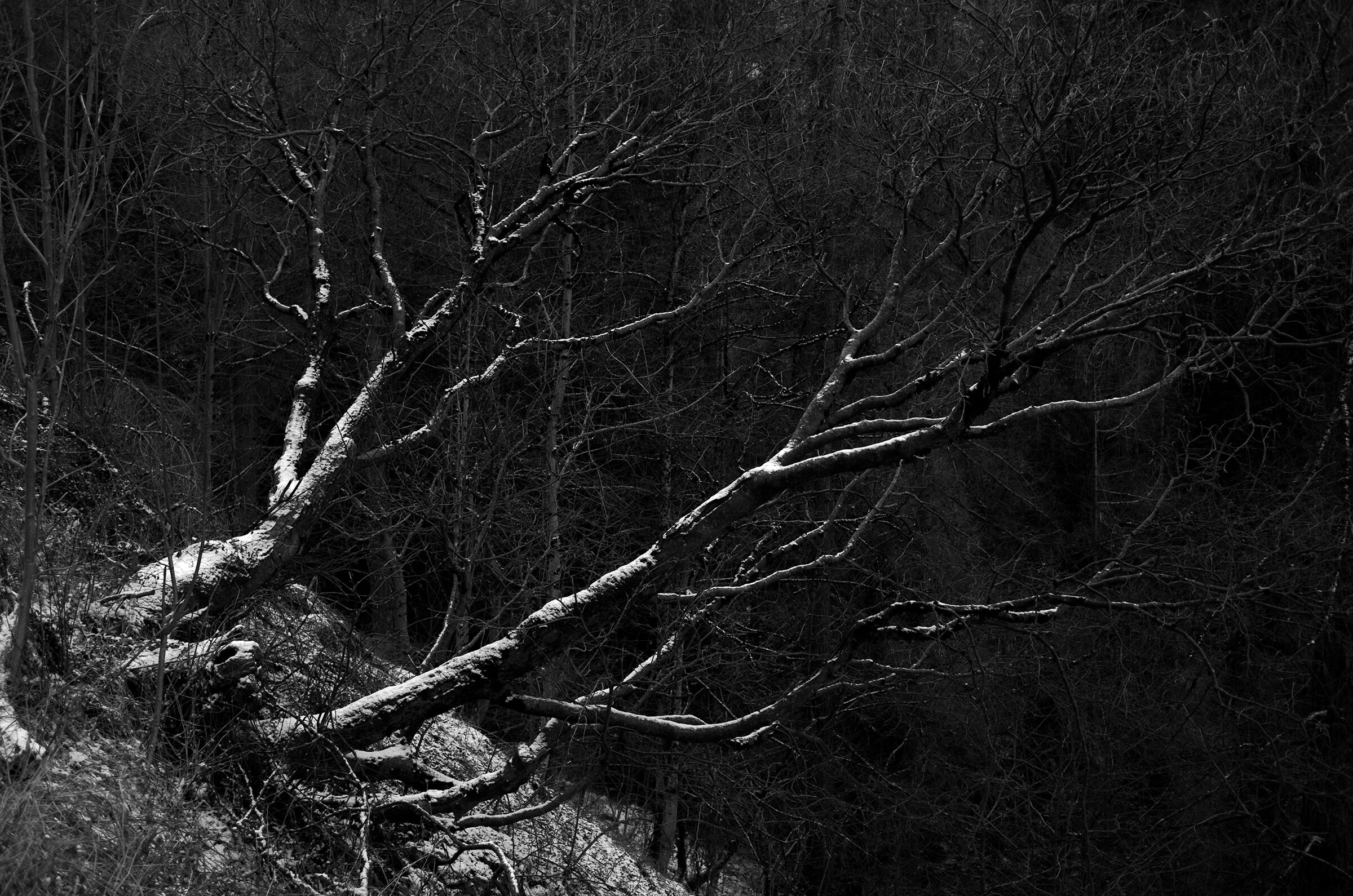 Trees