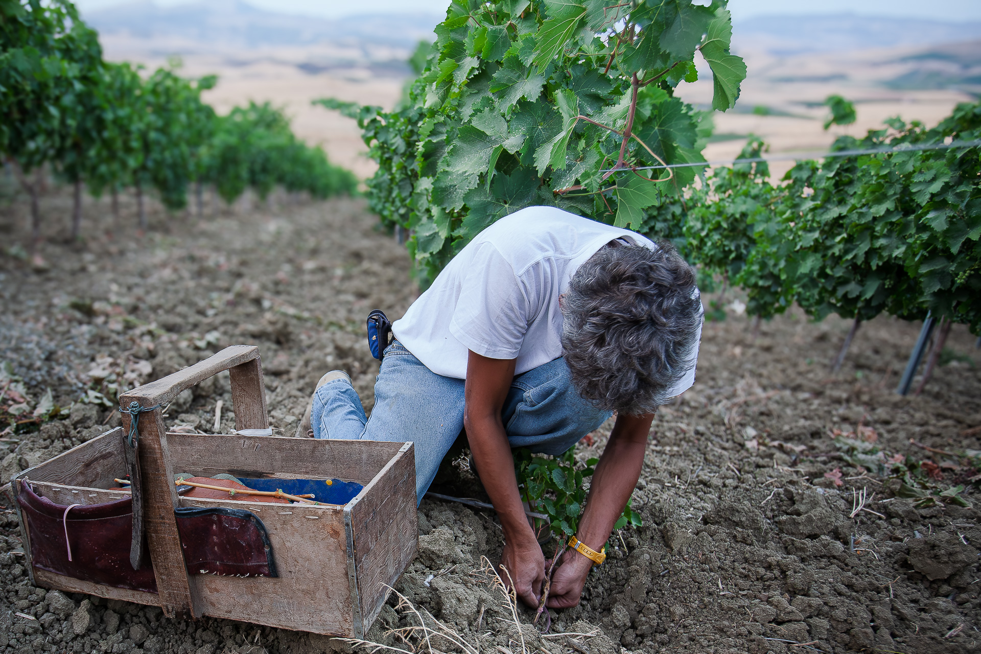 All'alba, Sicily, 2008