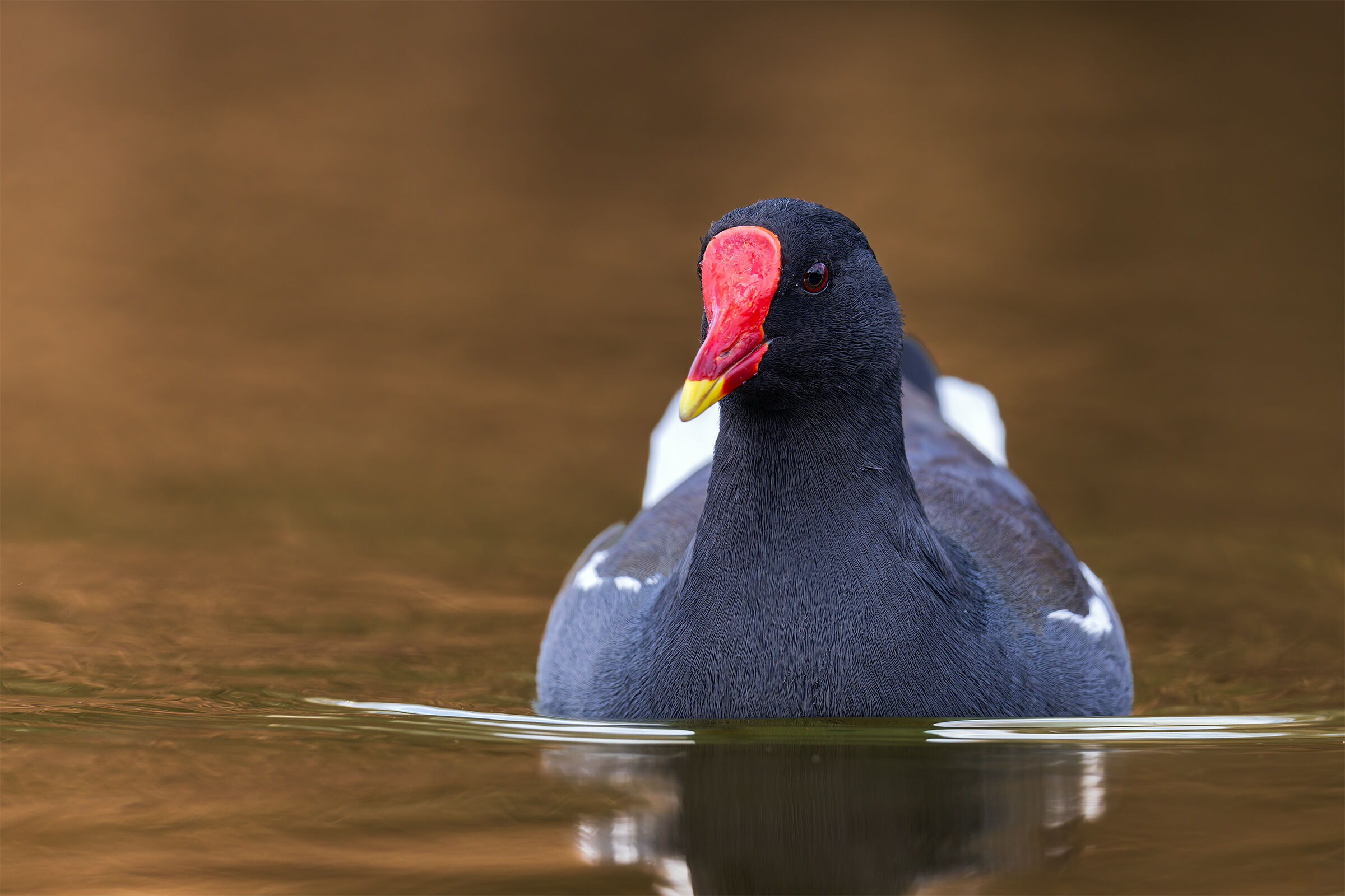 Moorhen
