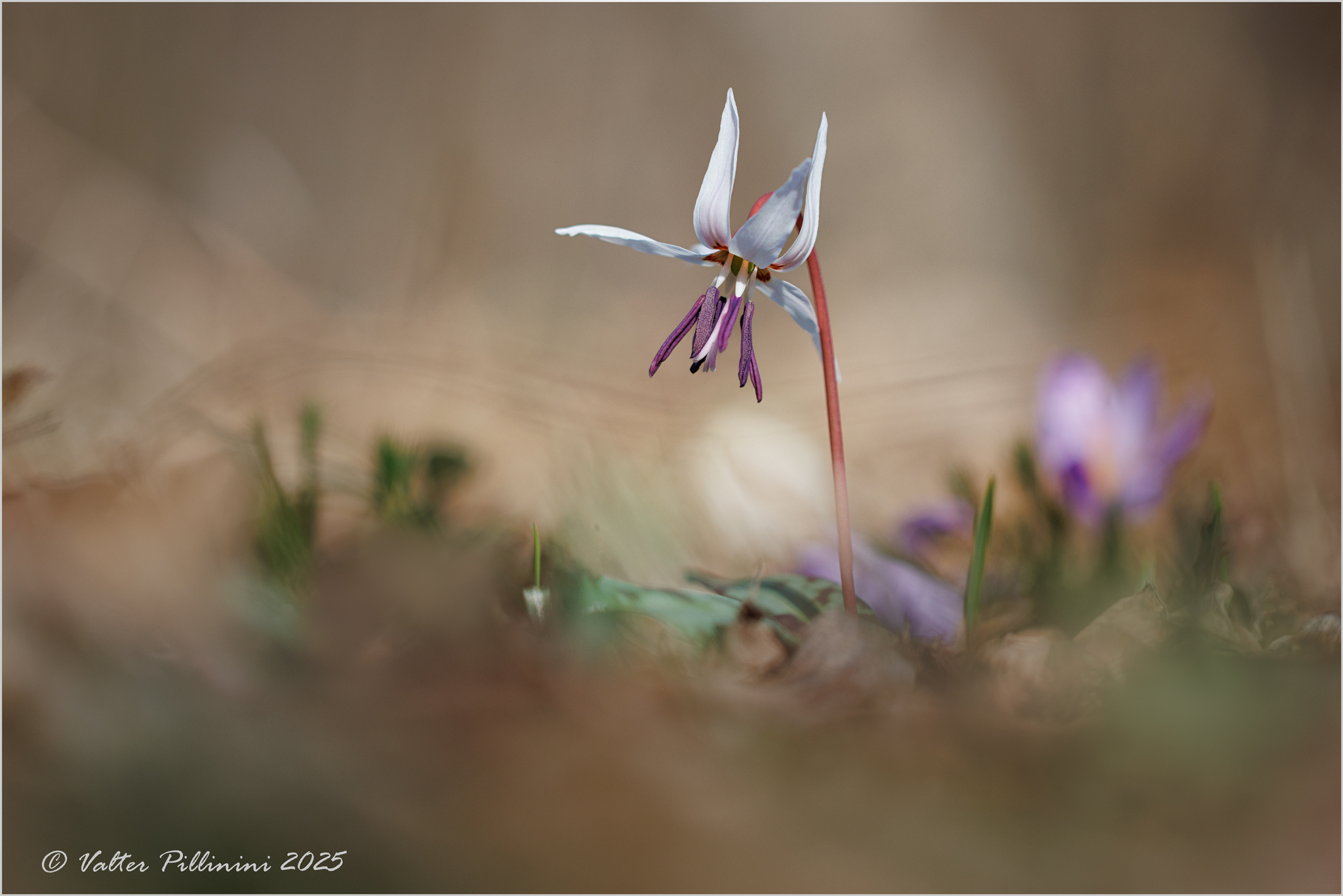 Erythronium dens-canis.