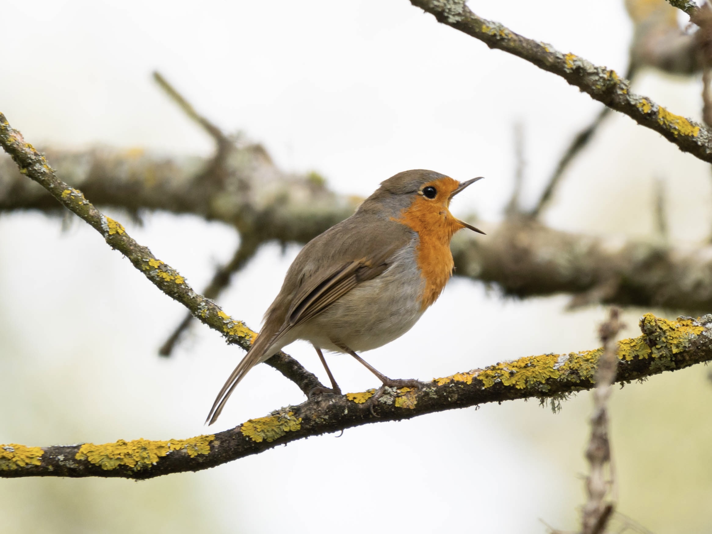Erithacus rubecula