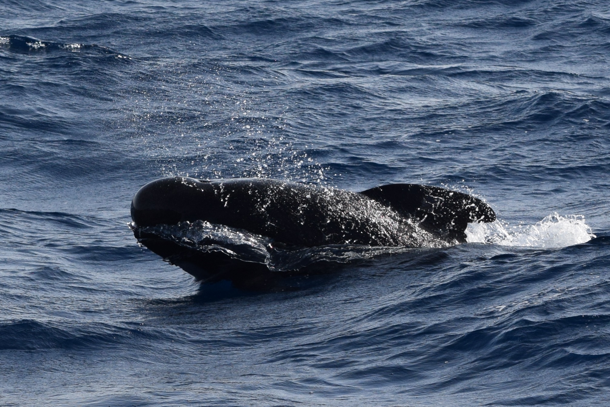 Globicefalo Gibilterra