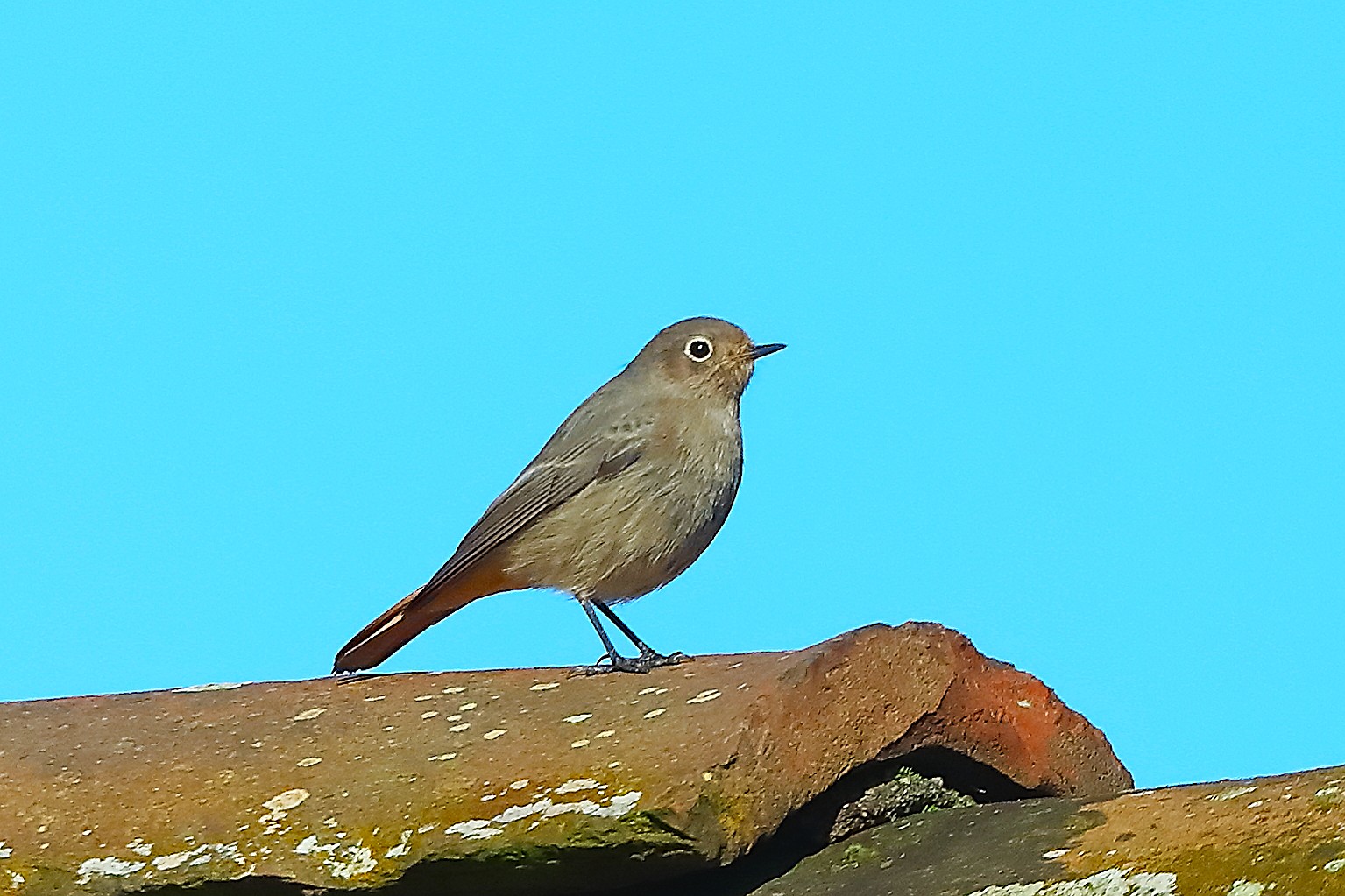 Codirosso S F 28 ottobre 2024 - 0012