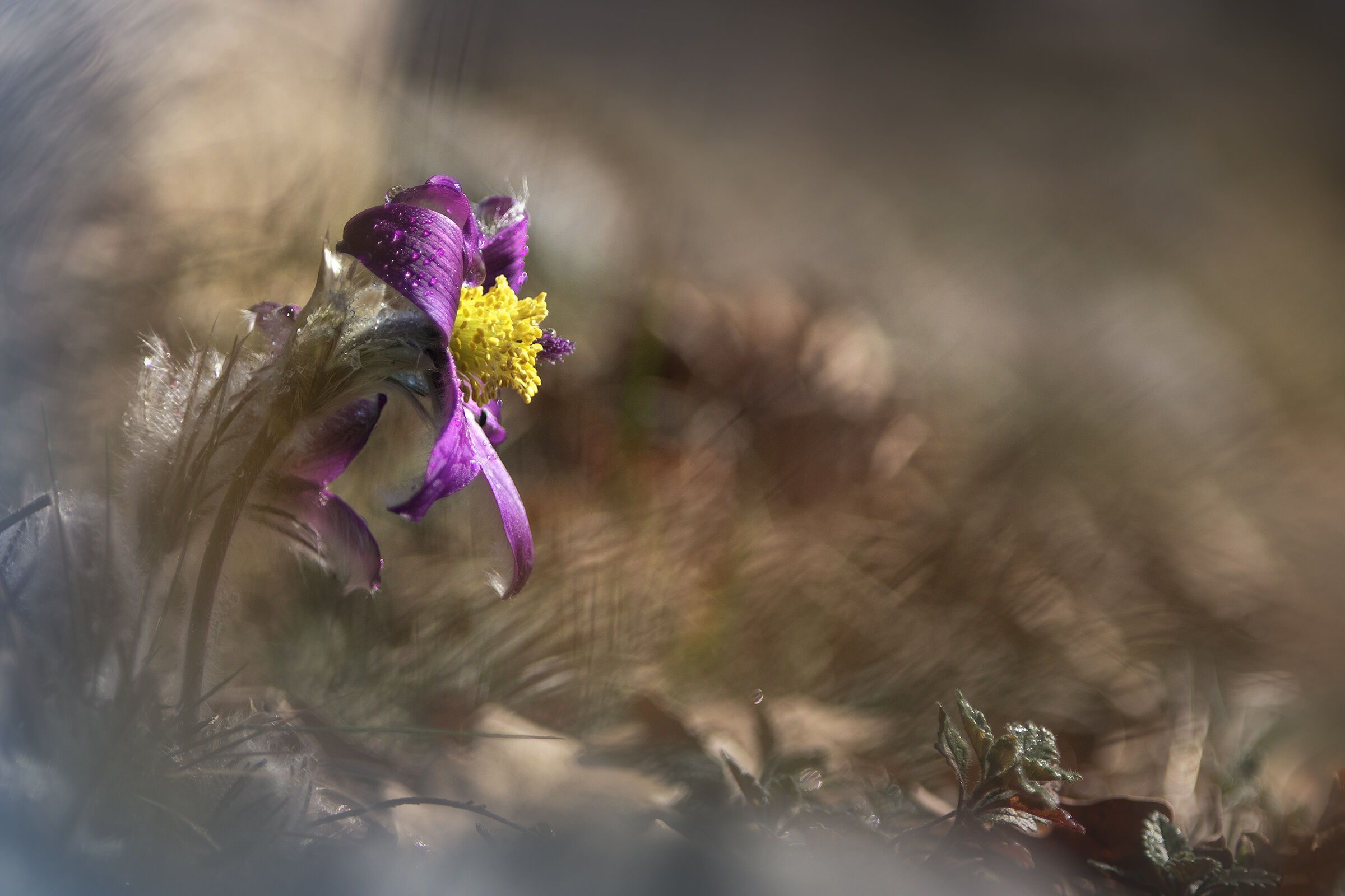 Pulsatilla montana
