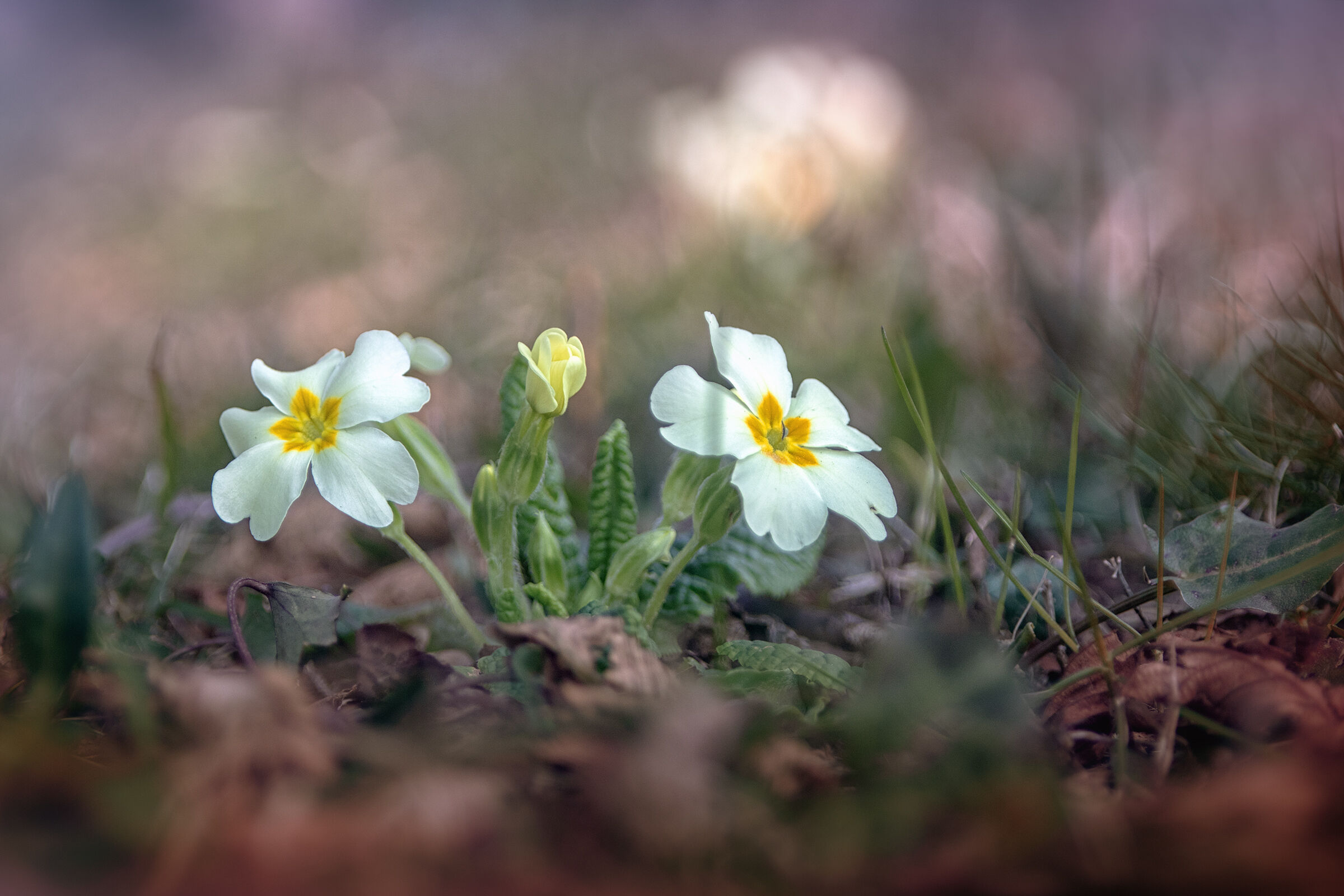 Primula vulgaris