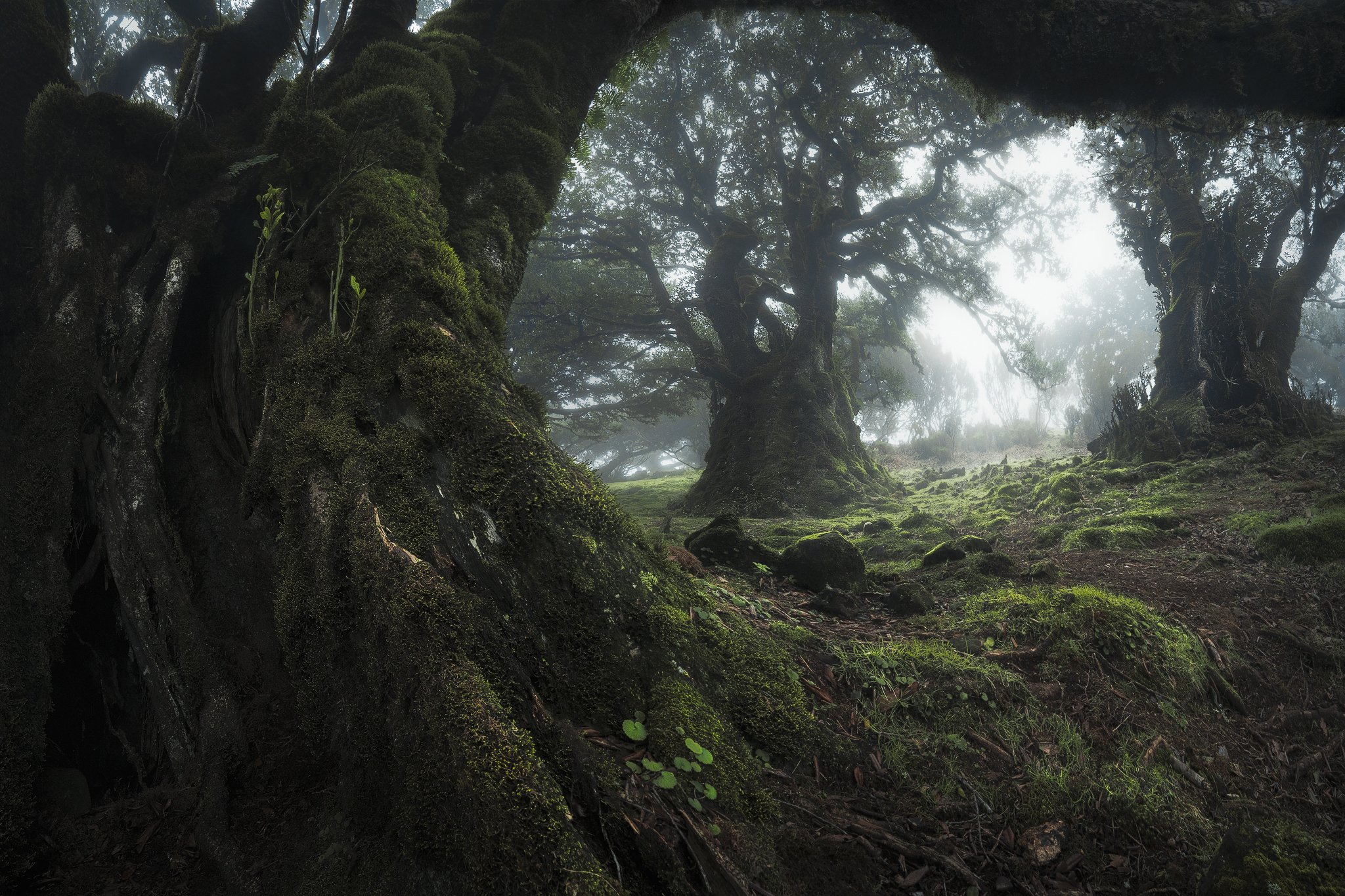 Fangorn mist