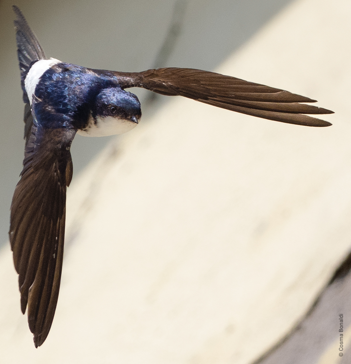 House martin