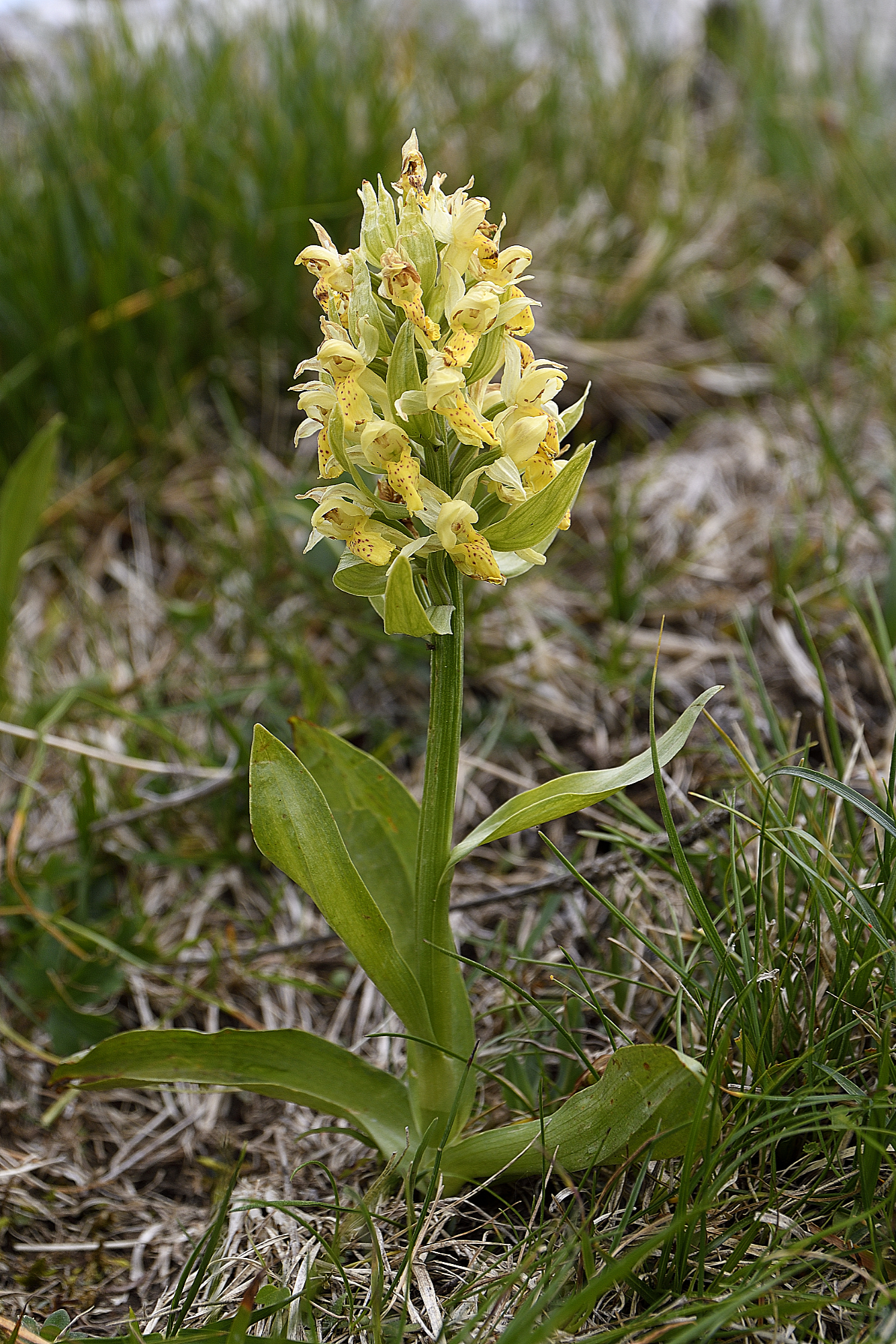 Dactylorhiza latifolia
