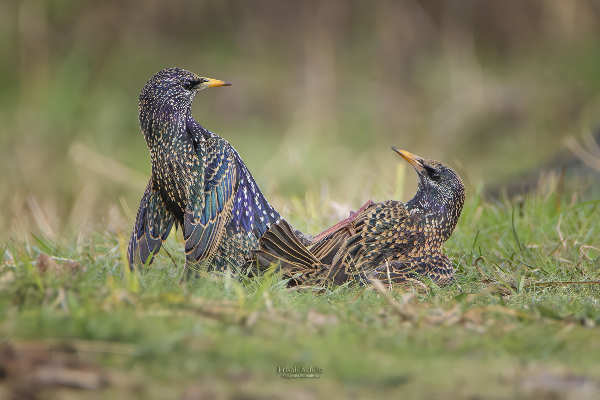 Quarrelsome starlings
