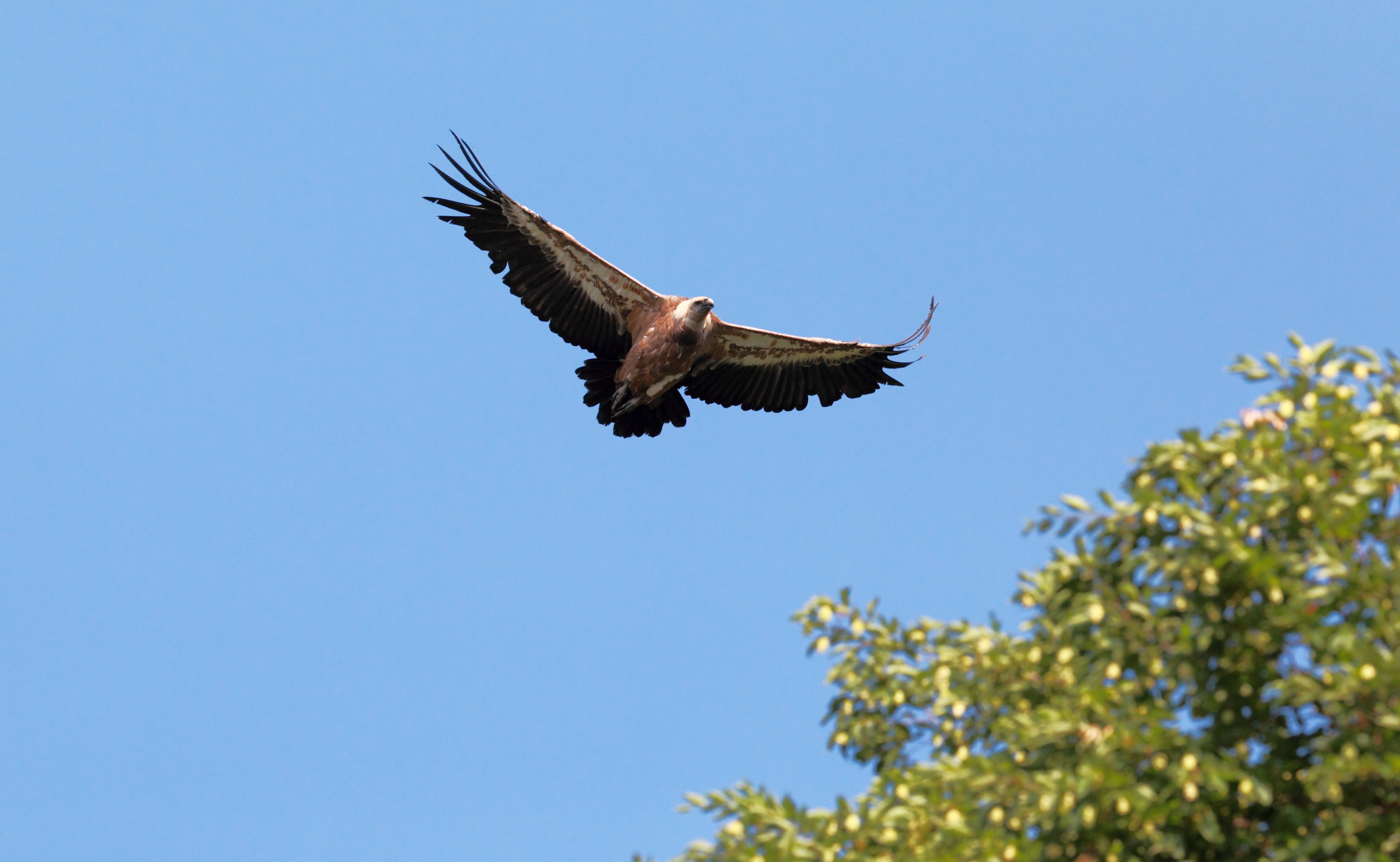cosa bolle in pentola?