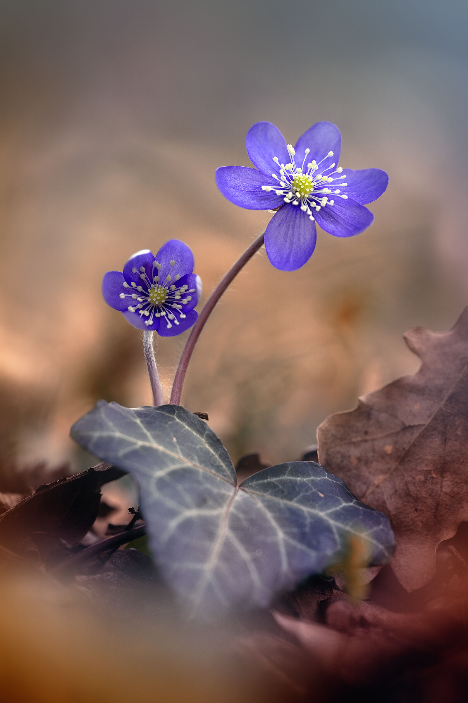 Hepatica nobilis