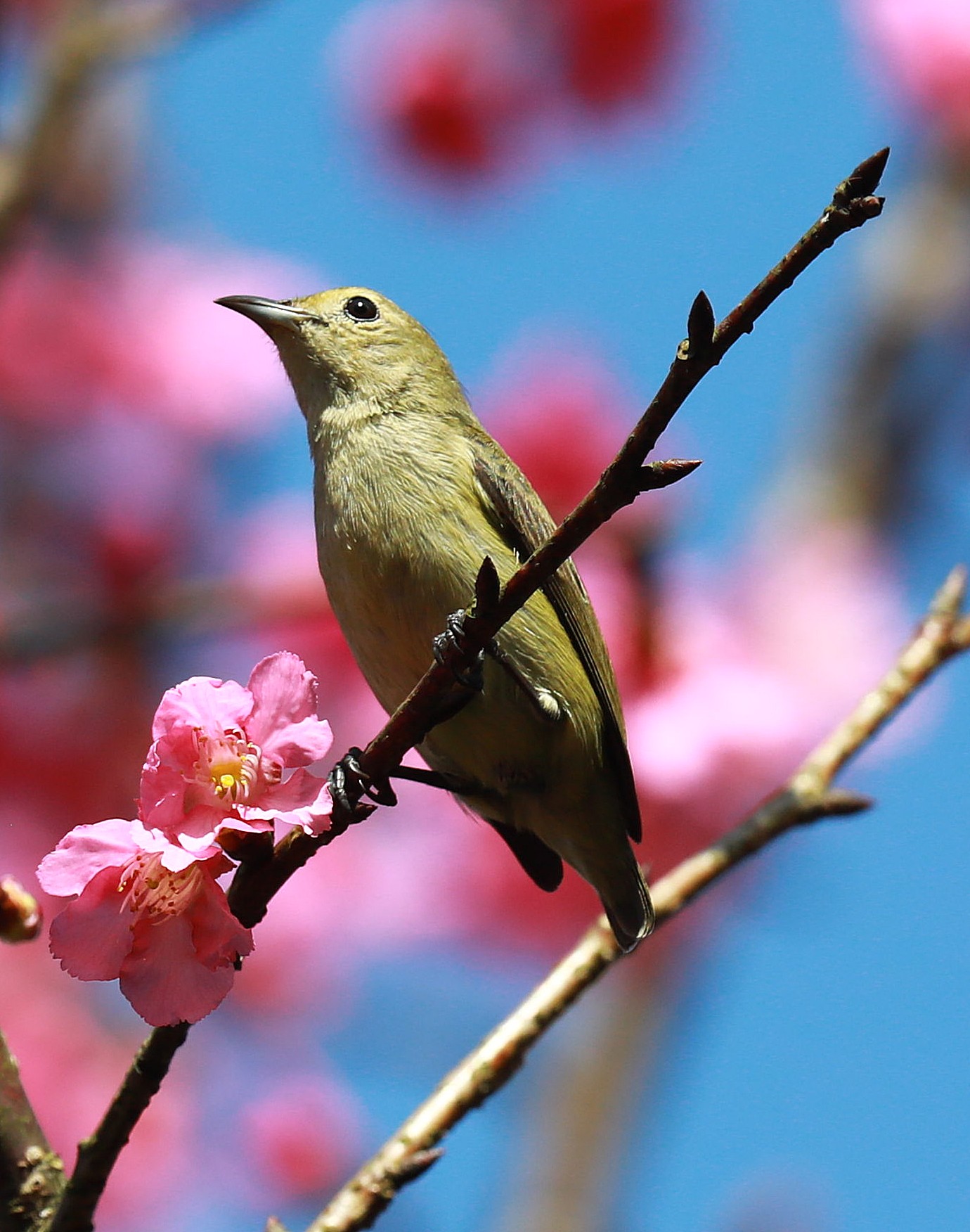Plain flowerpecker