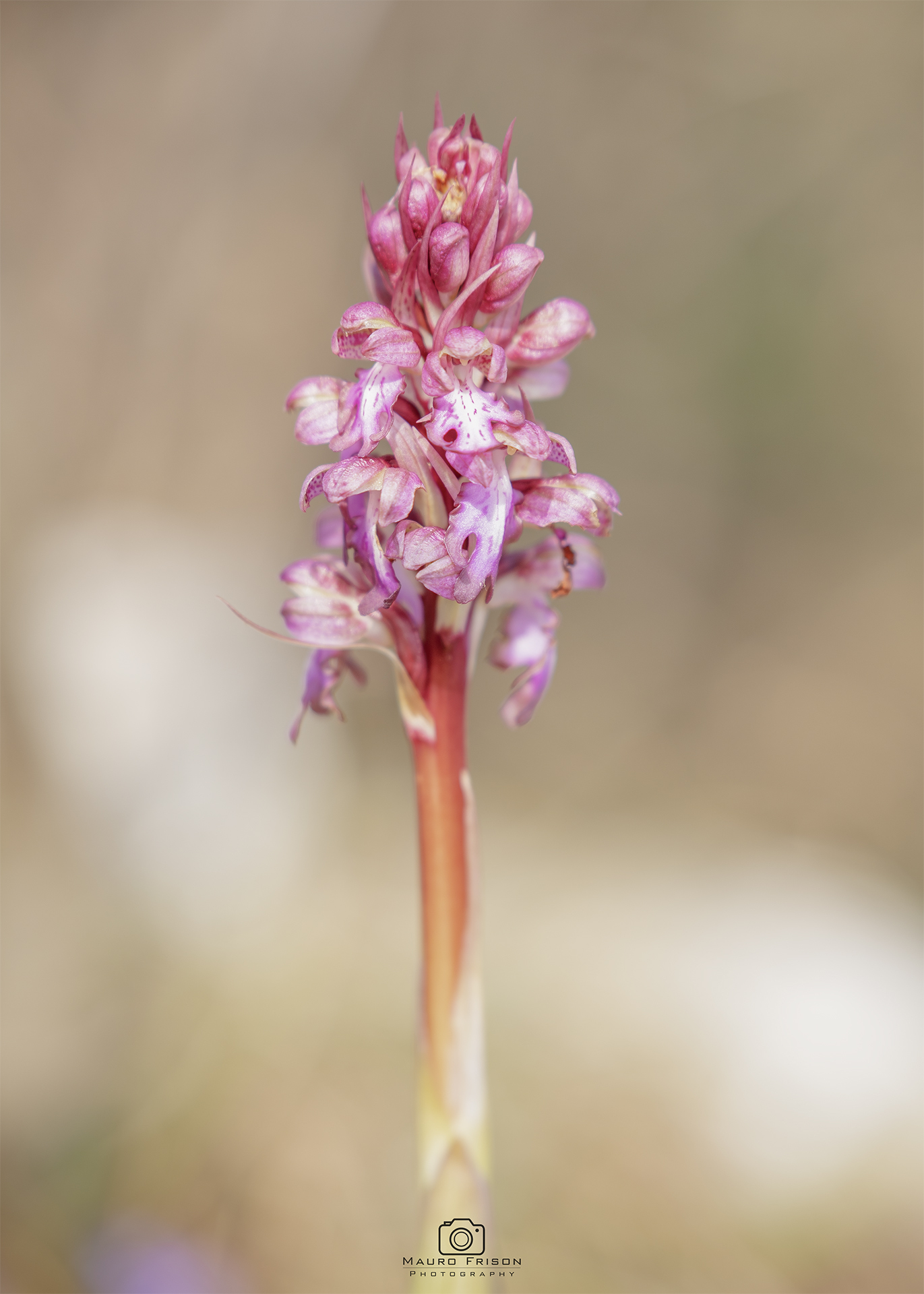 Barlia Robertiana