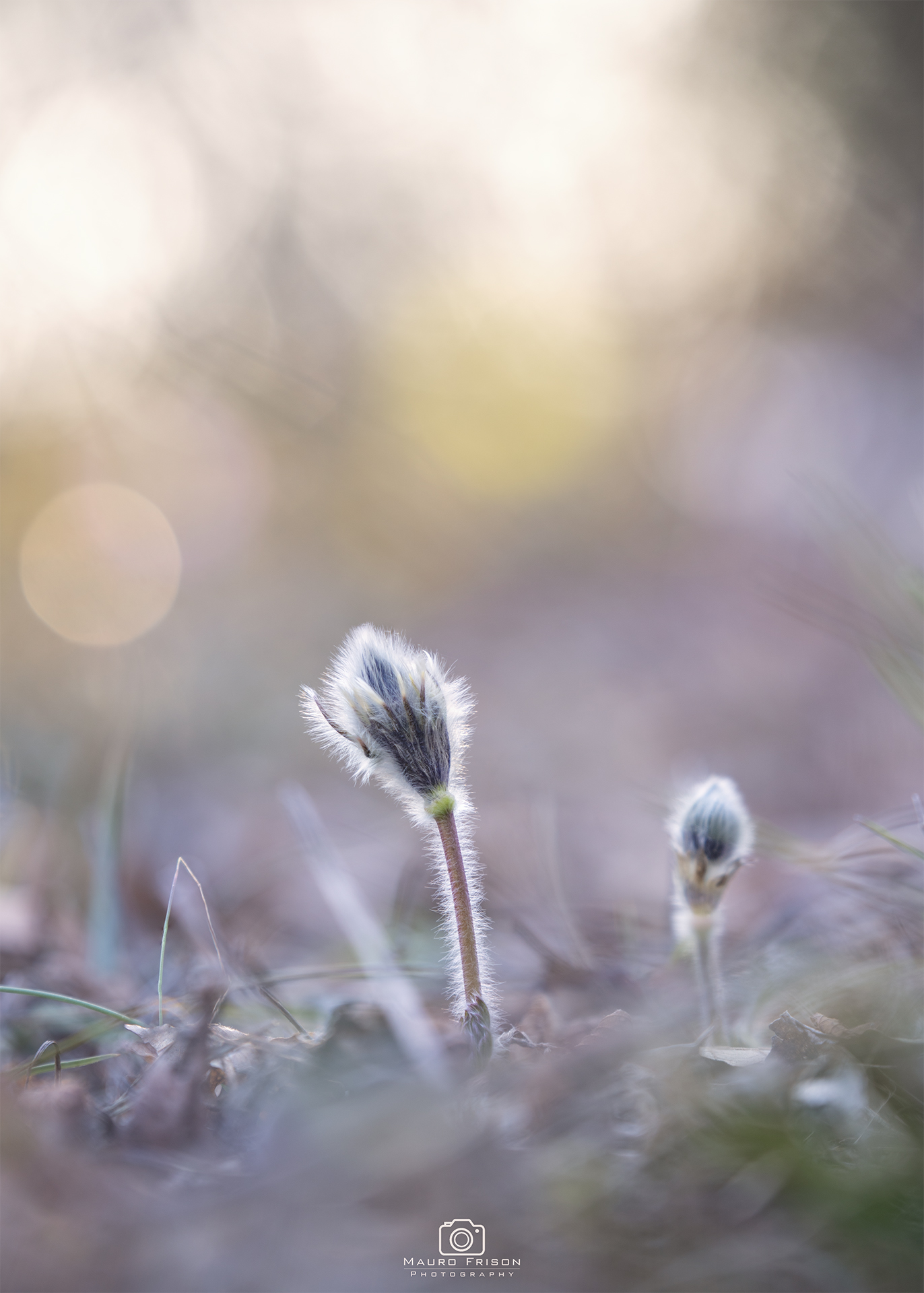 Pulsatilla Montana