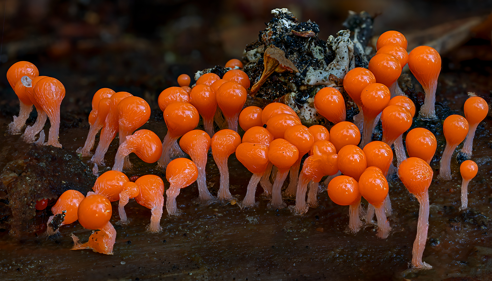 Hemitrichia decipiens