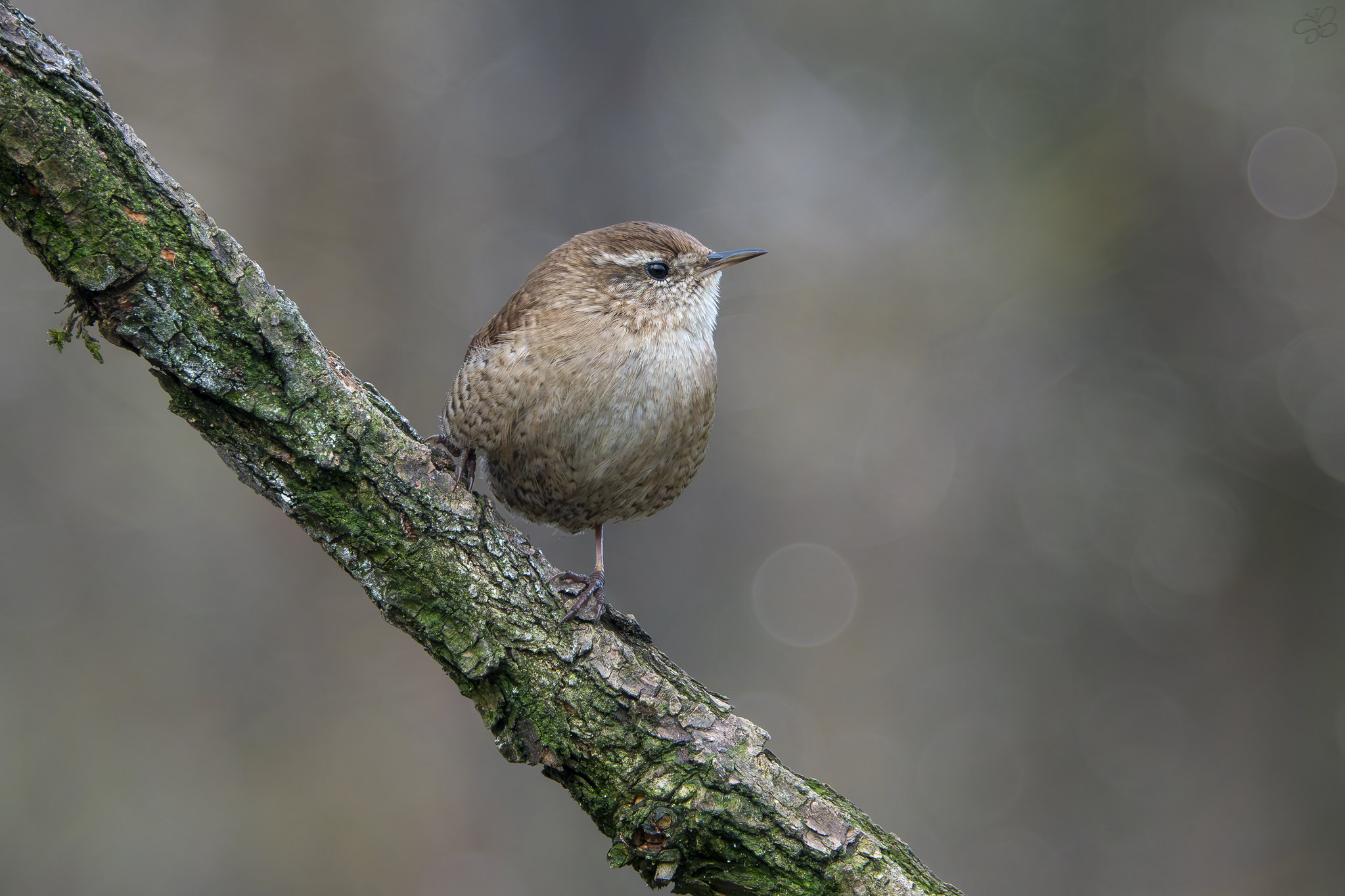 Troglodytes troglodytes