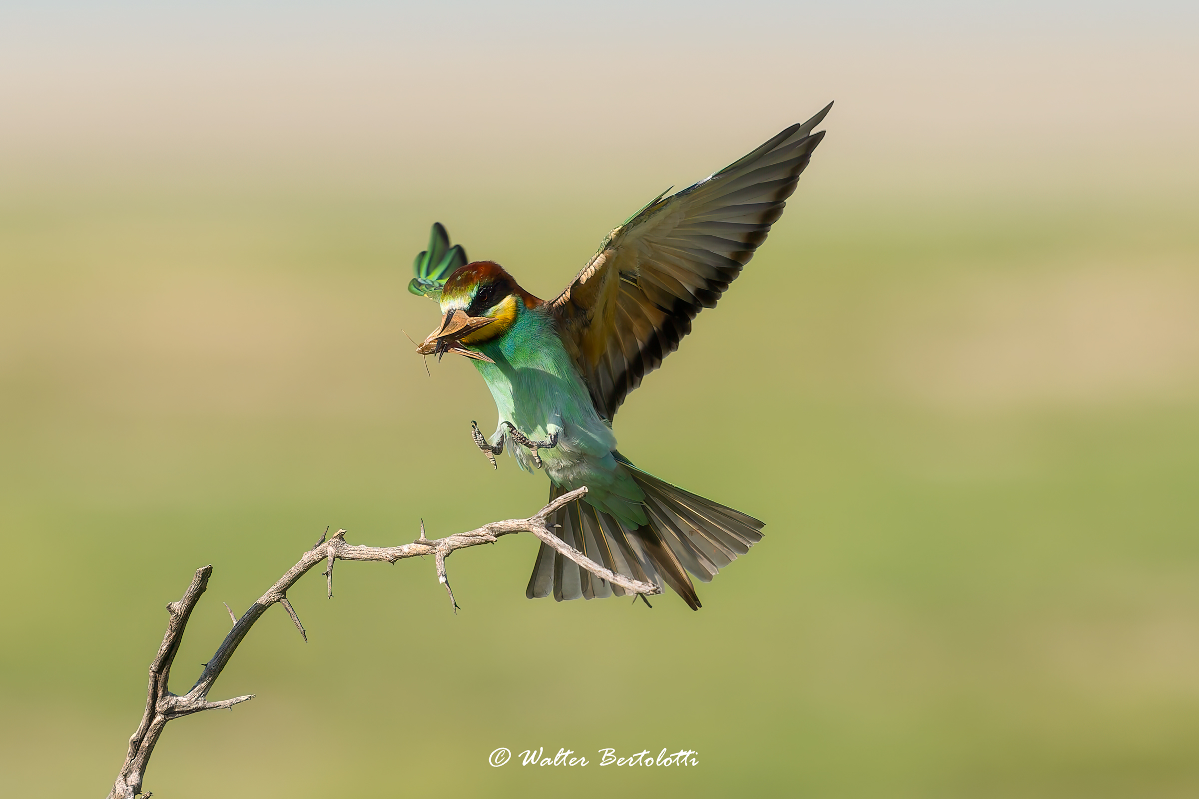 arrivo dopo la caccia