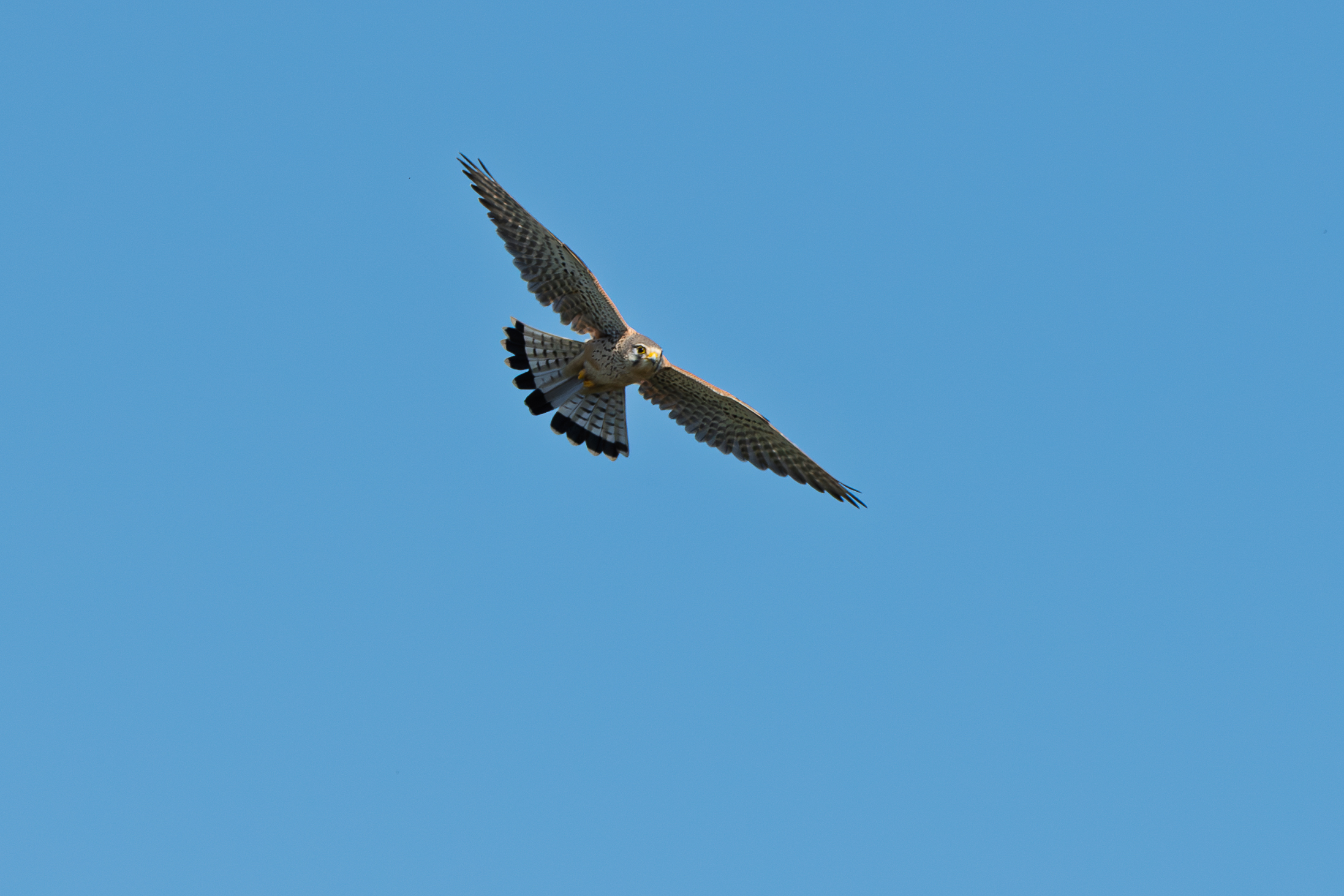 Kestrel