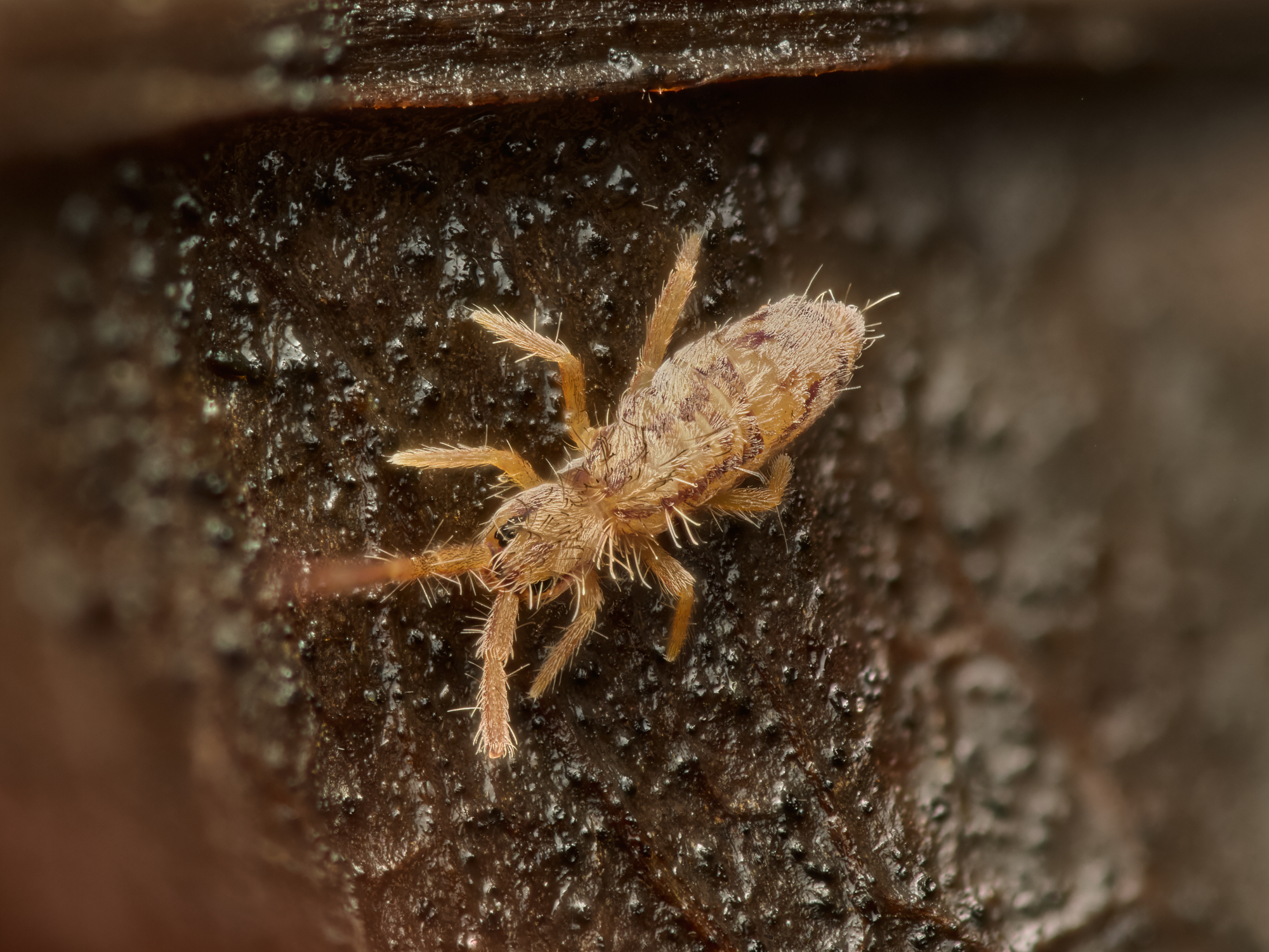 Orchesella sp.