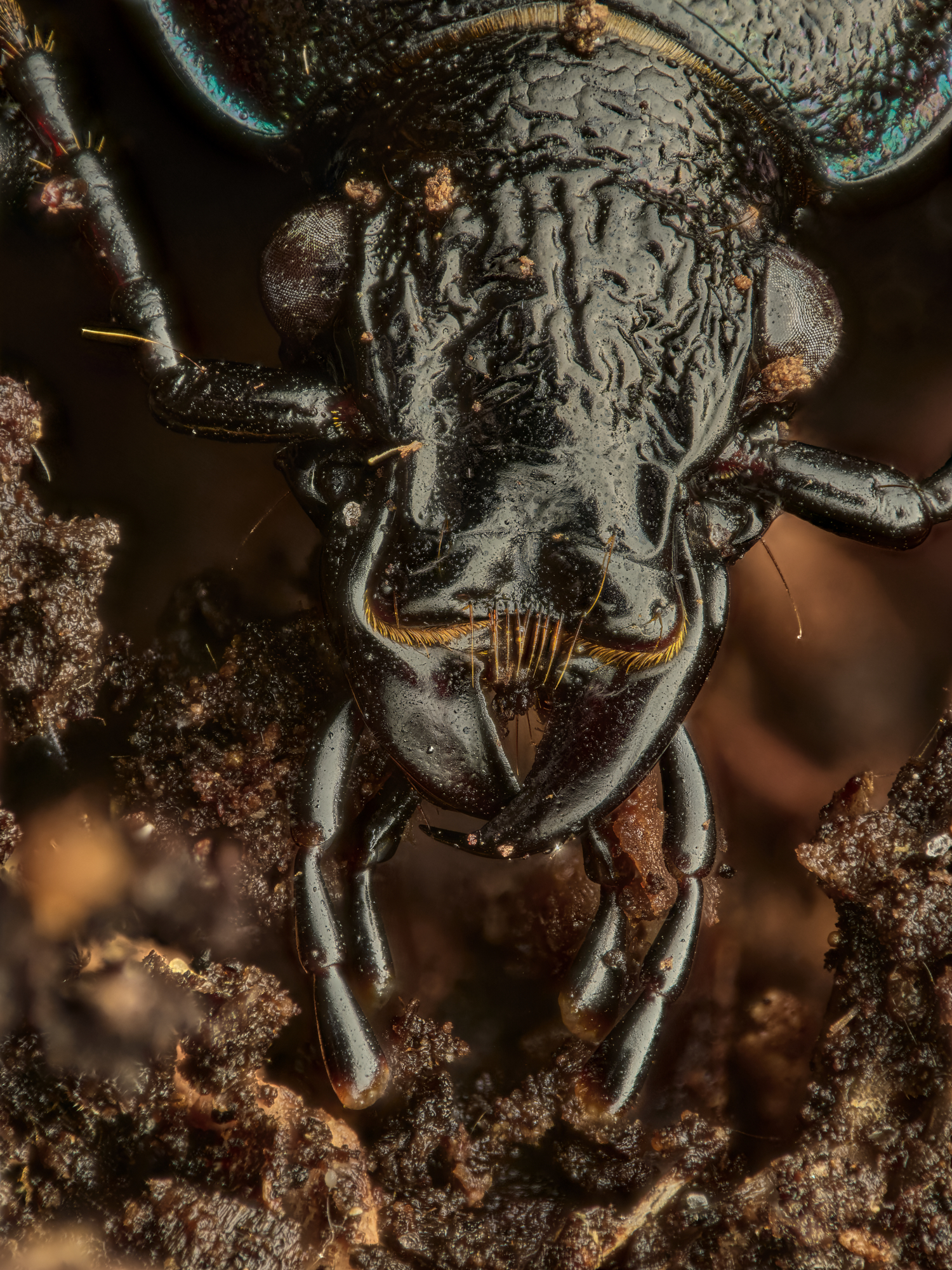 Carabus nemoralis