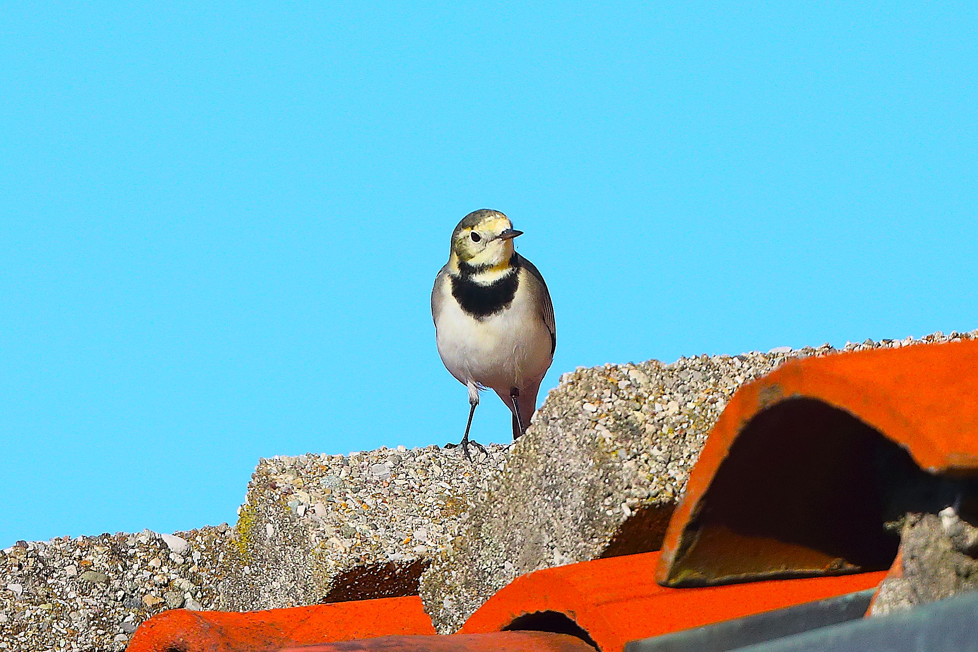 Ballerina B 30 ottobre 2024 - 0071