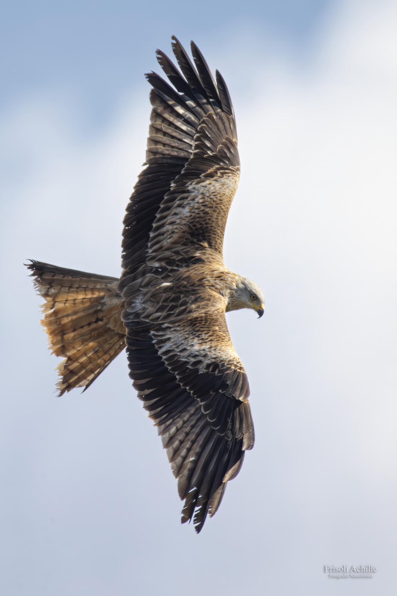 Red kite