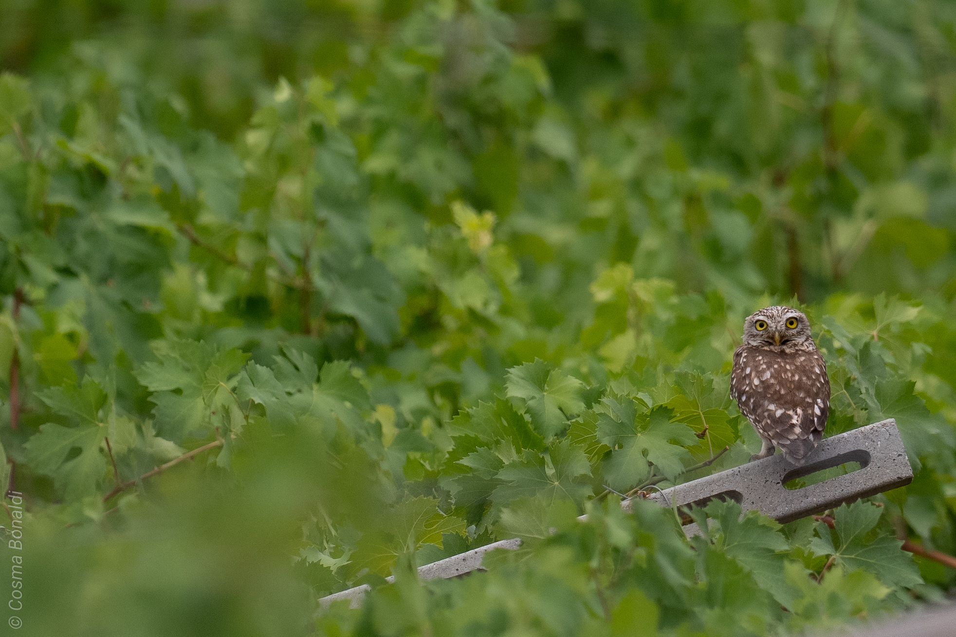 Owl
