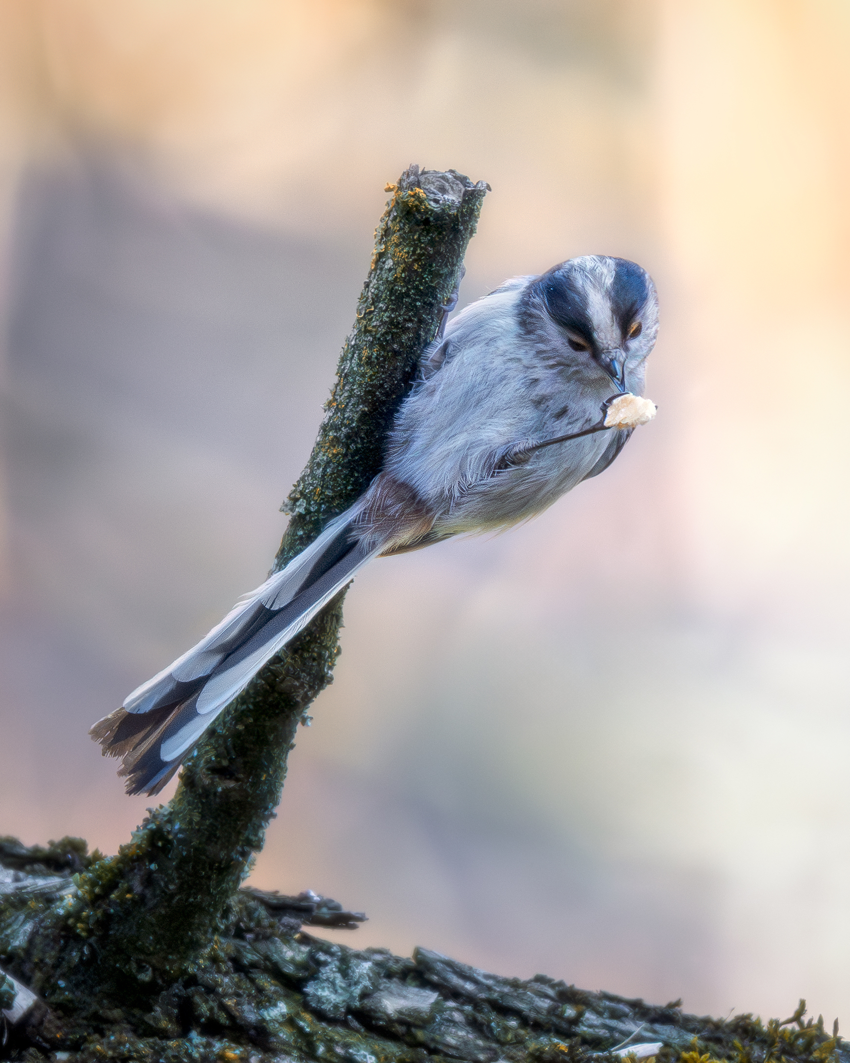 Long-tailed