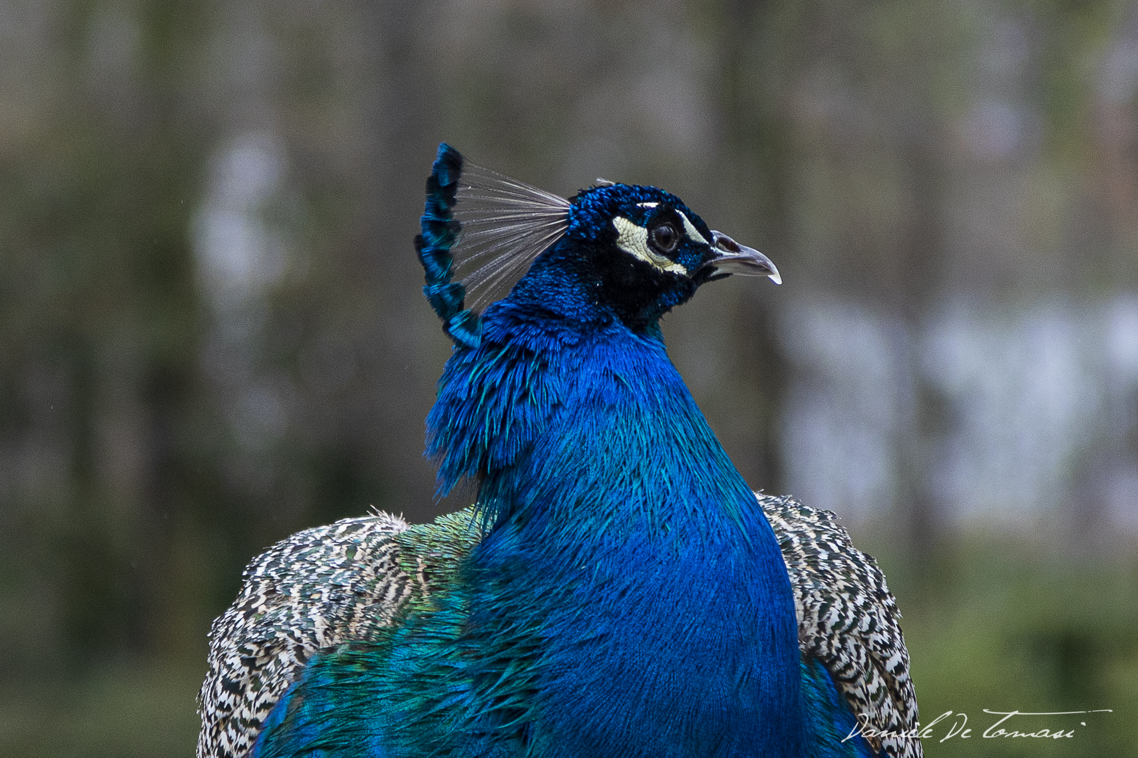 Peacock1