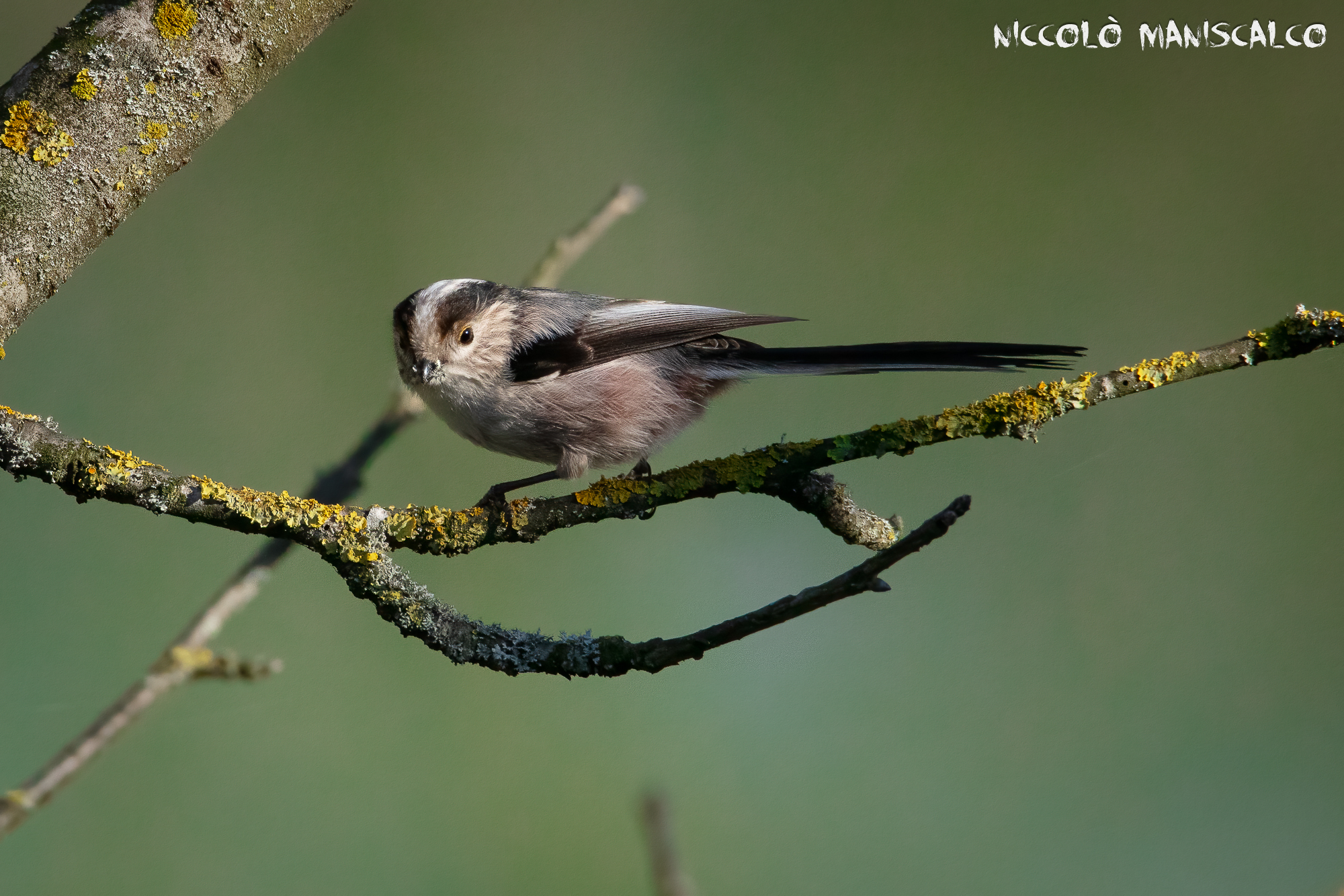 Ritratto di fine inverno