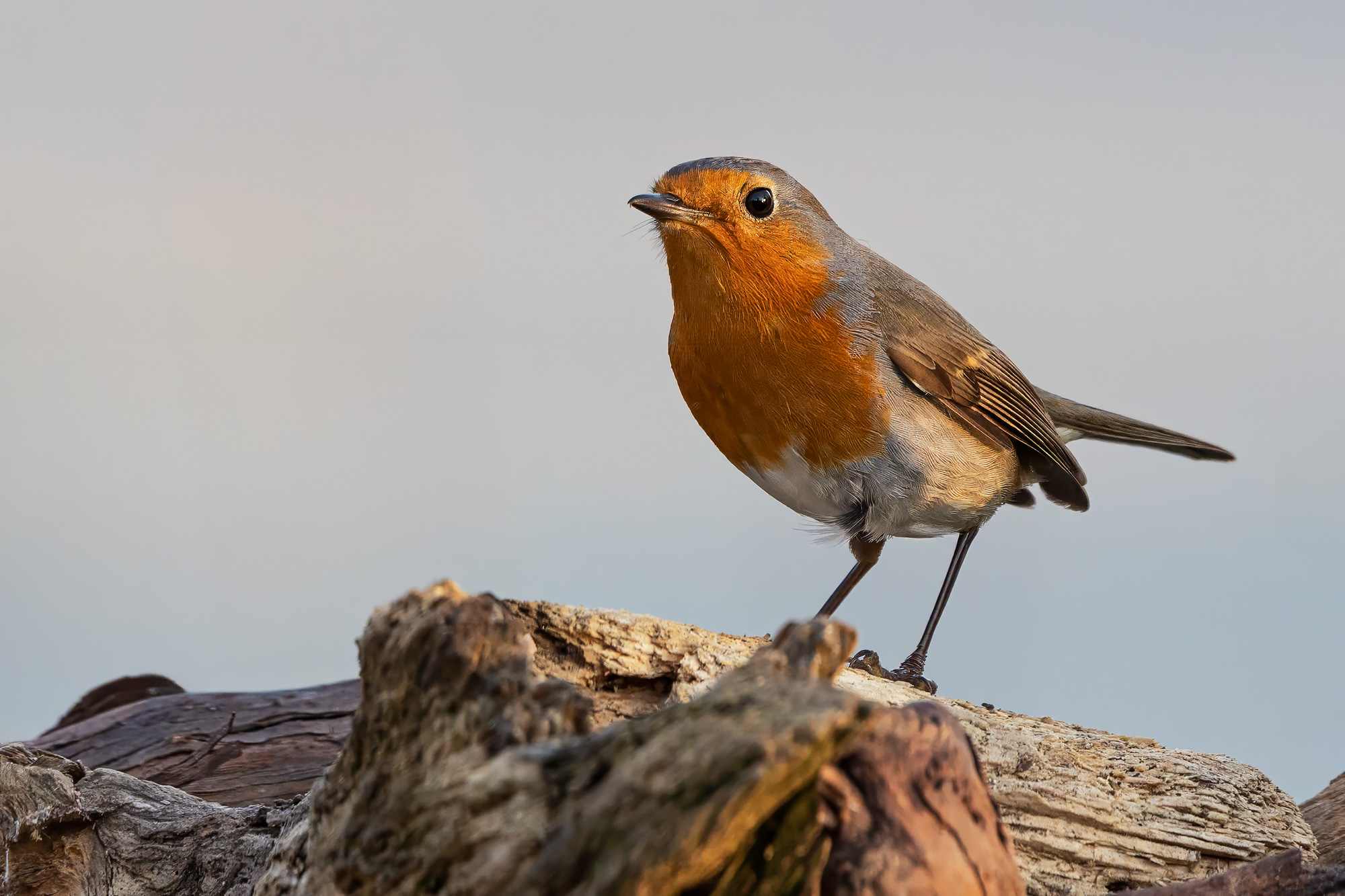 Robin