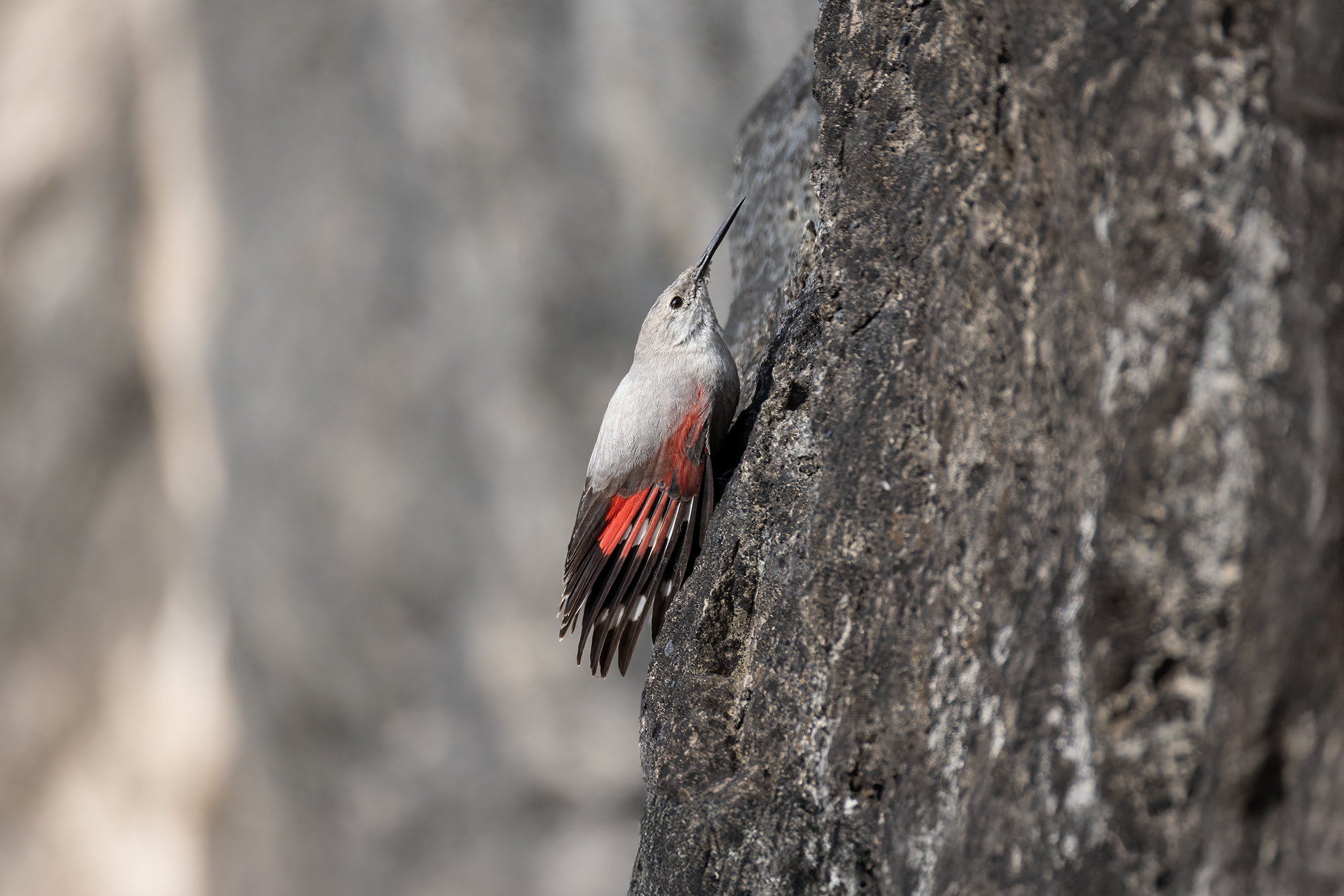 Wall-walled woodpecker