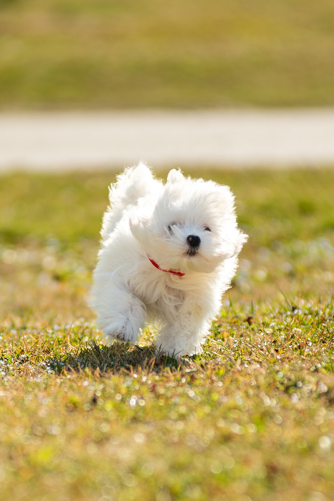 white flying ball_01