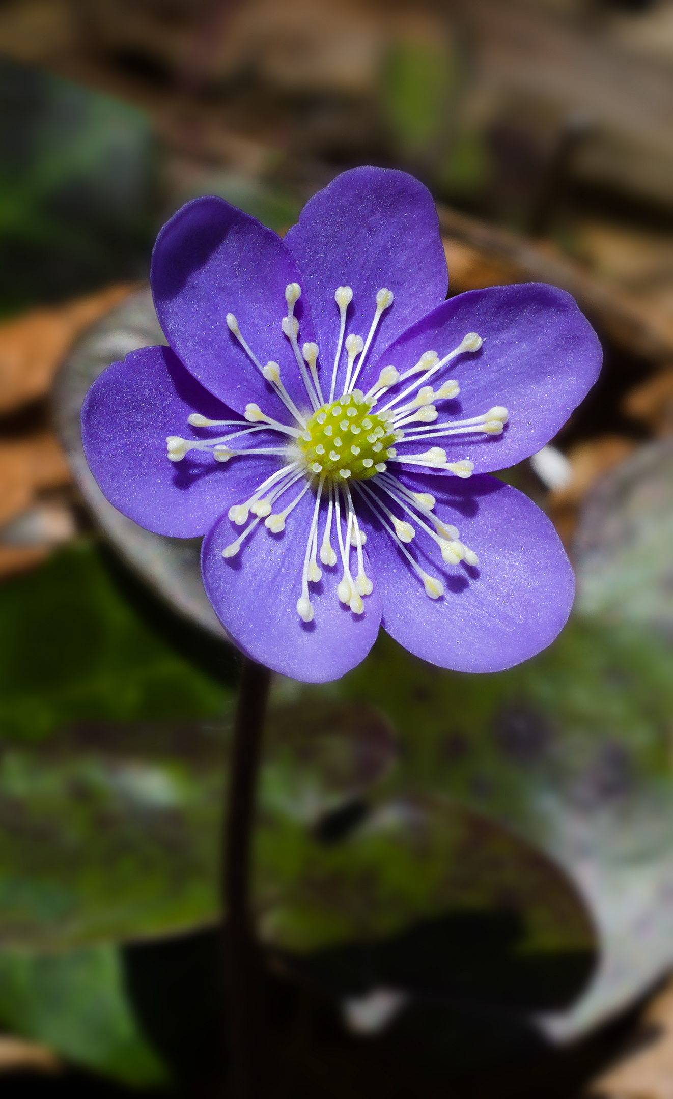 Hepatica Nobilis 2