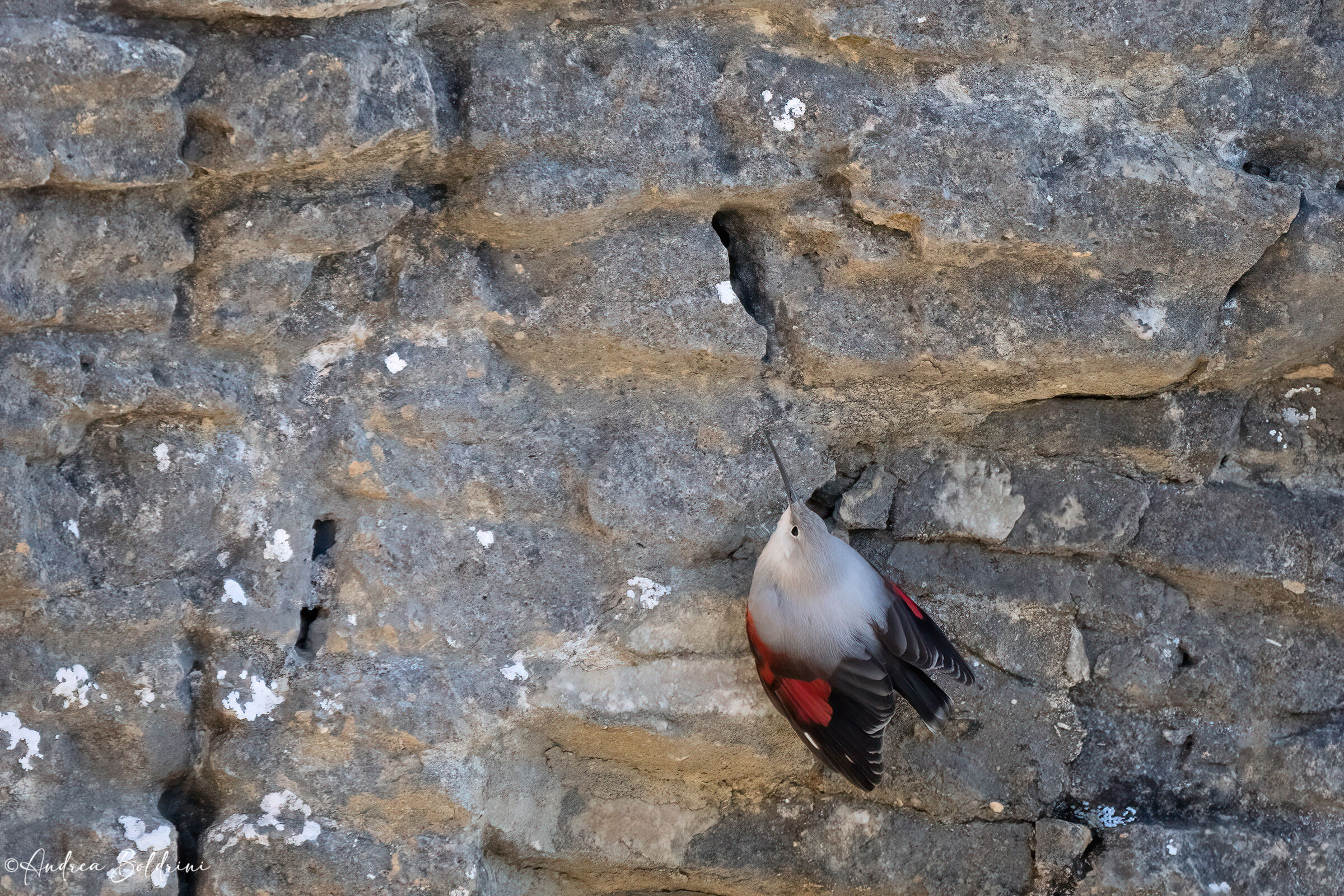 Wallcreeper