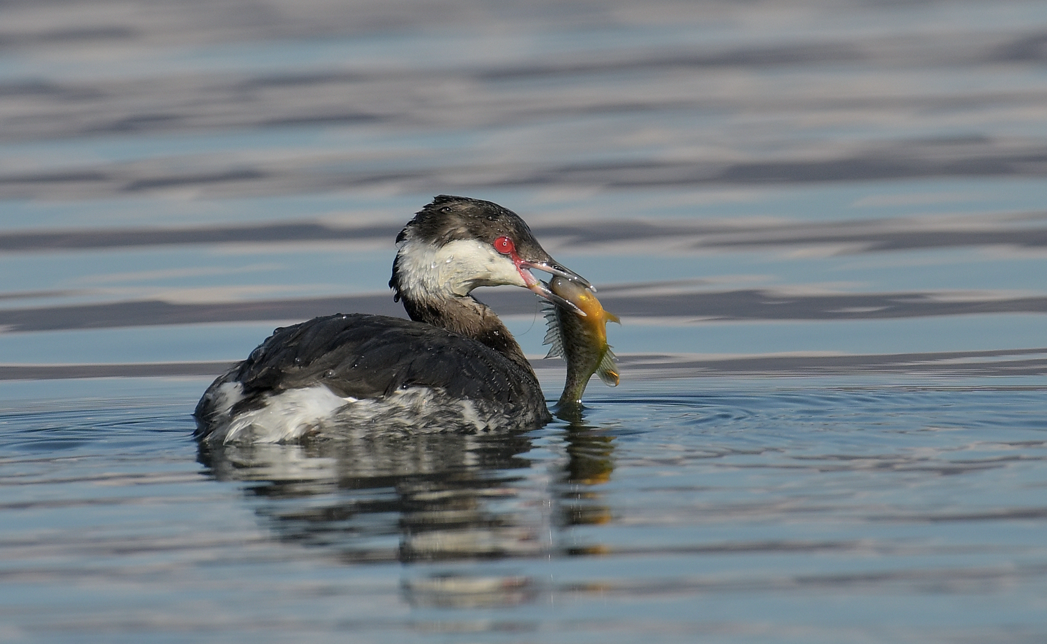 horned grebe
