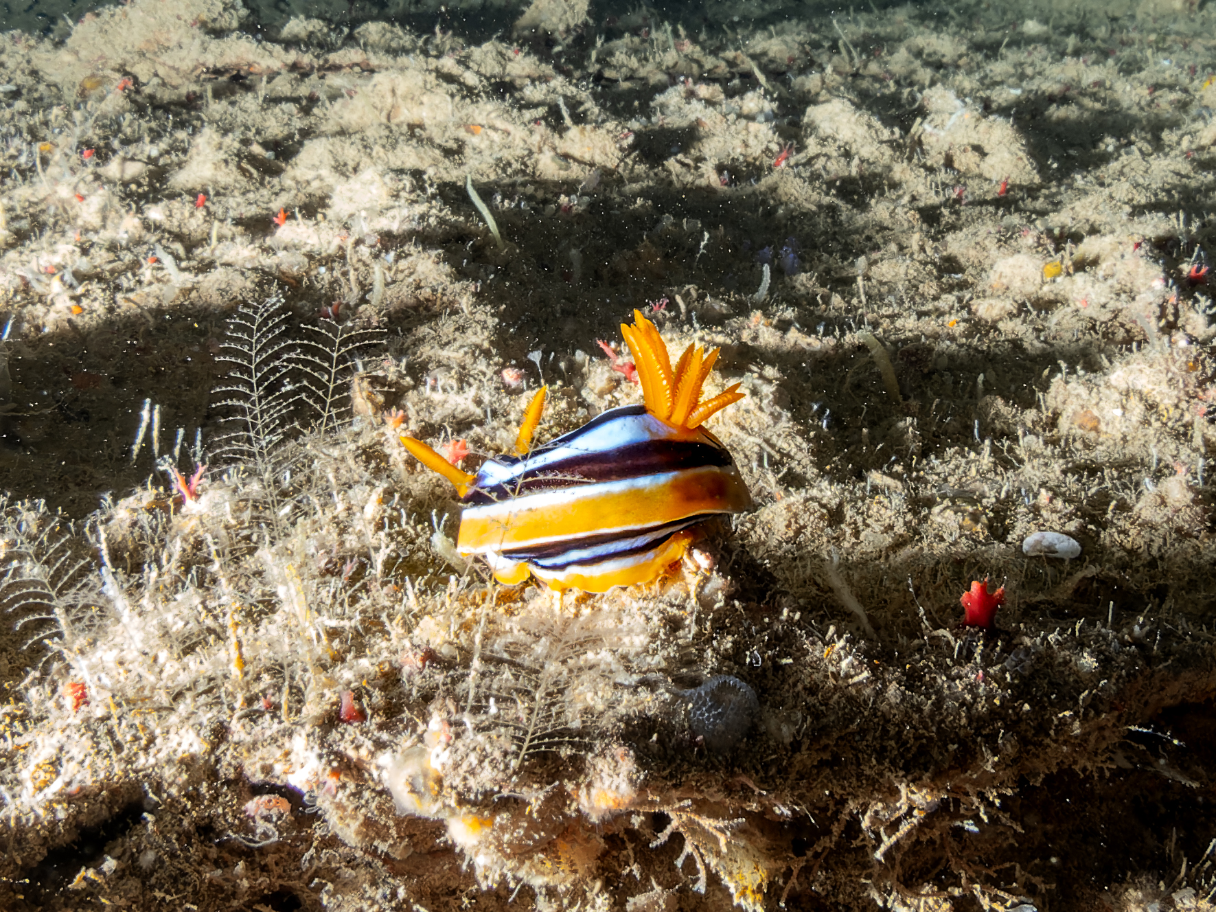 Un nudibranco in pigiama ..