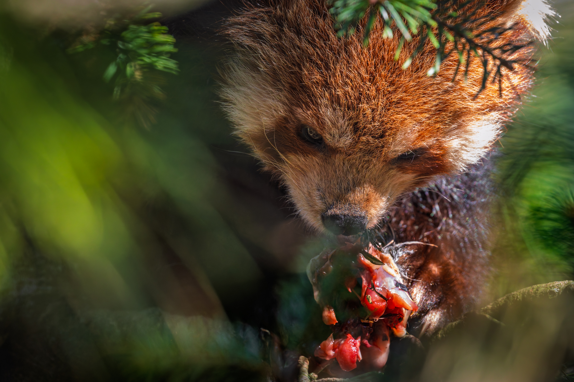 Panda Rosso carnivoro