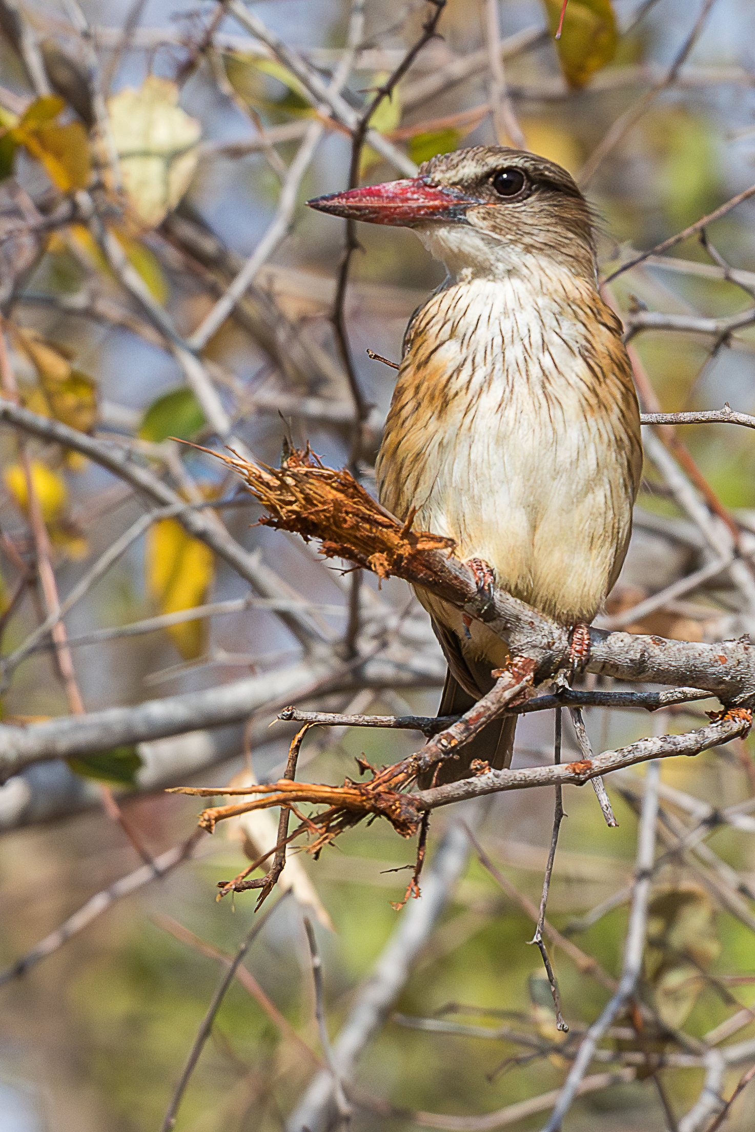 Martin pescatore capobruno (Halcyon Albiventris)