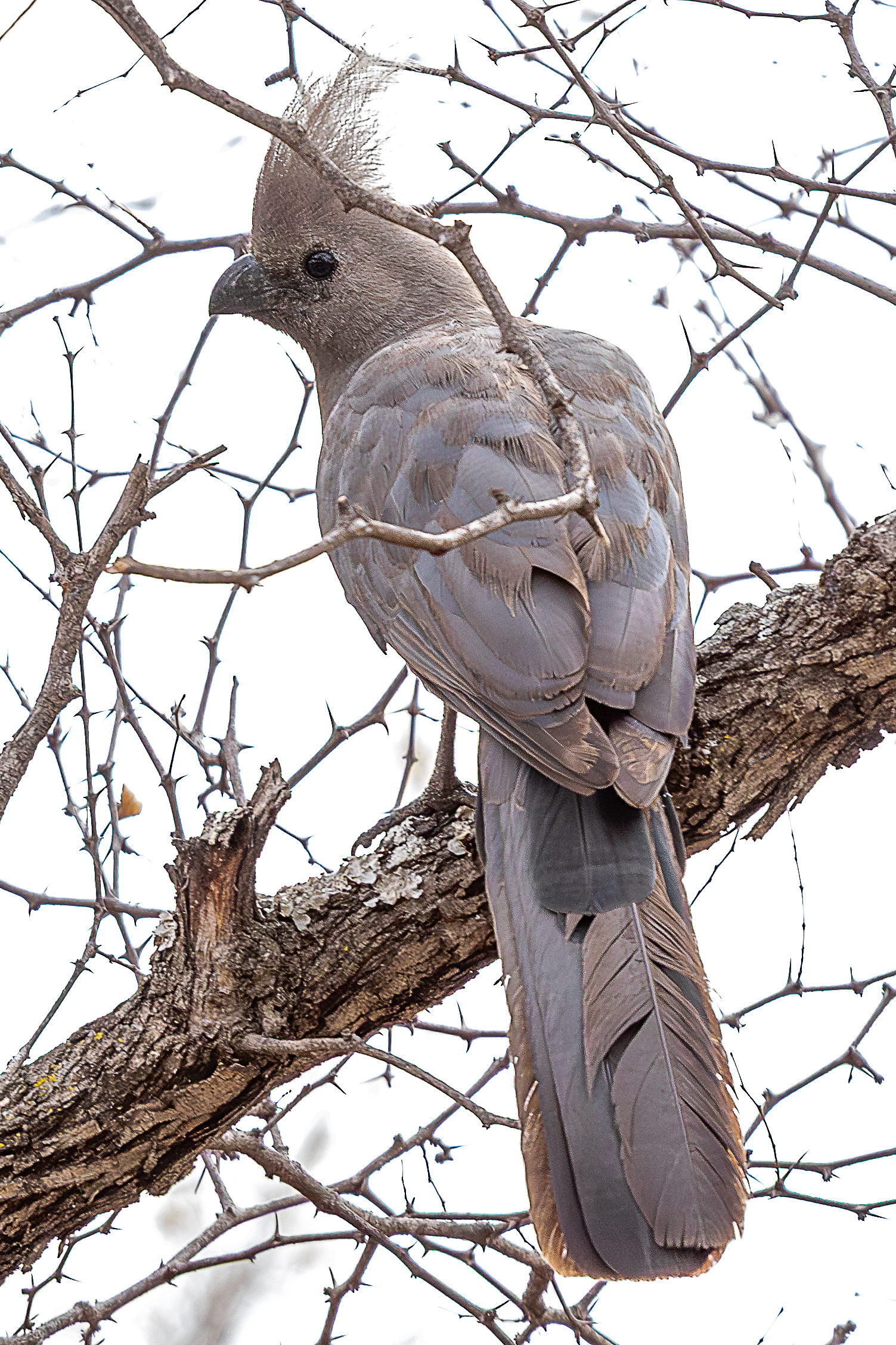 Turaco unicolore (Corythaixoides Concolor)
