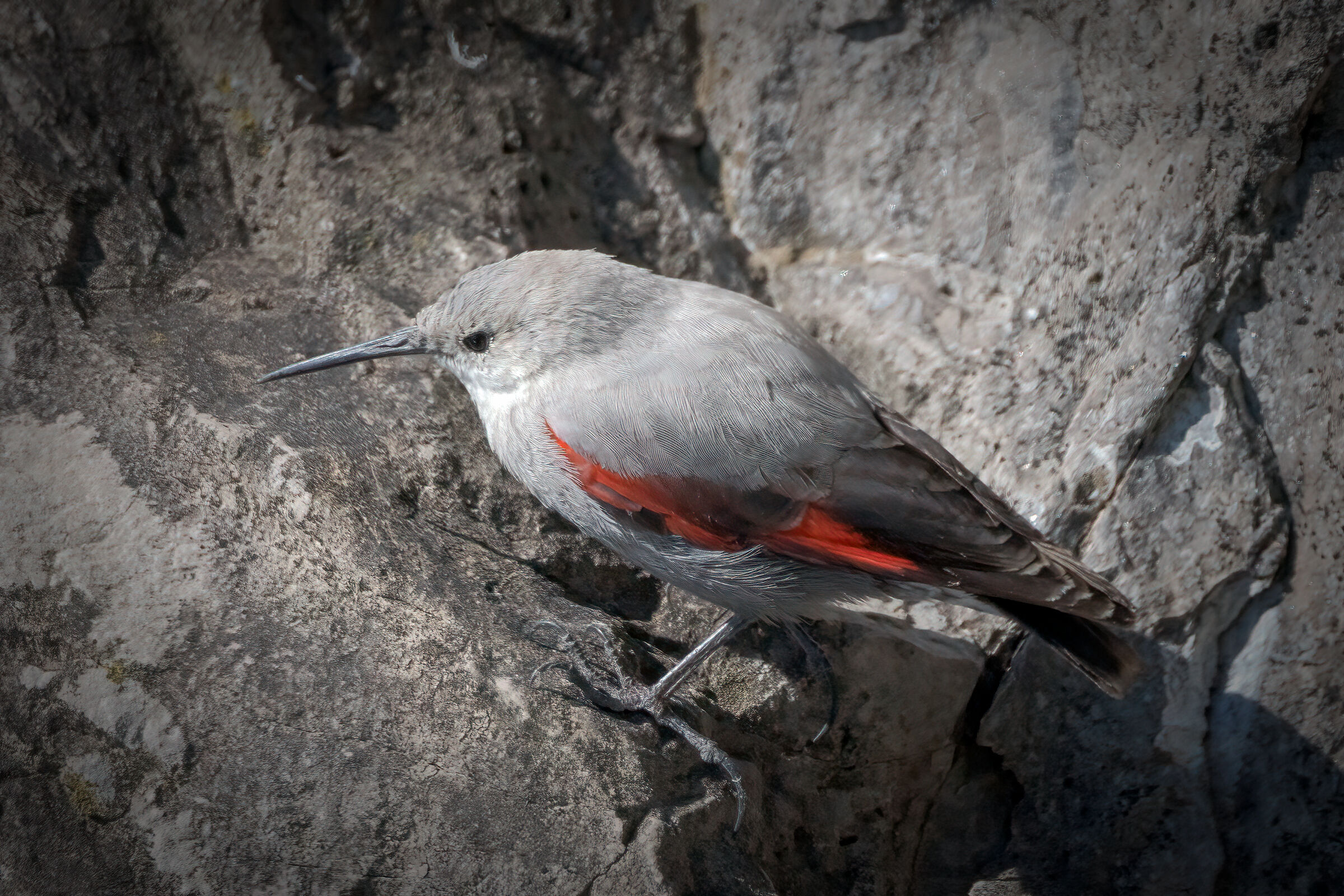 Picchio muraiolo  (Tichodroma muraria)
